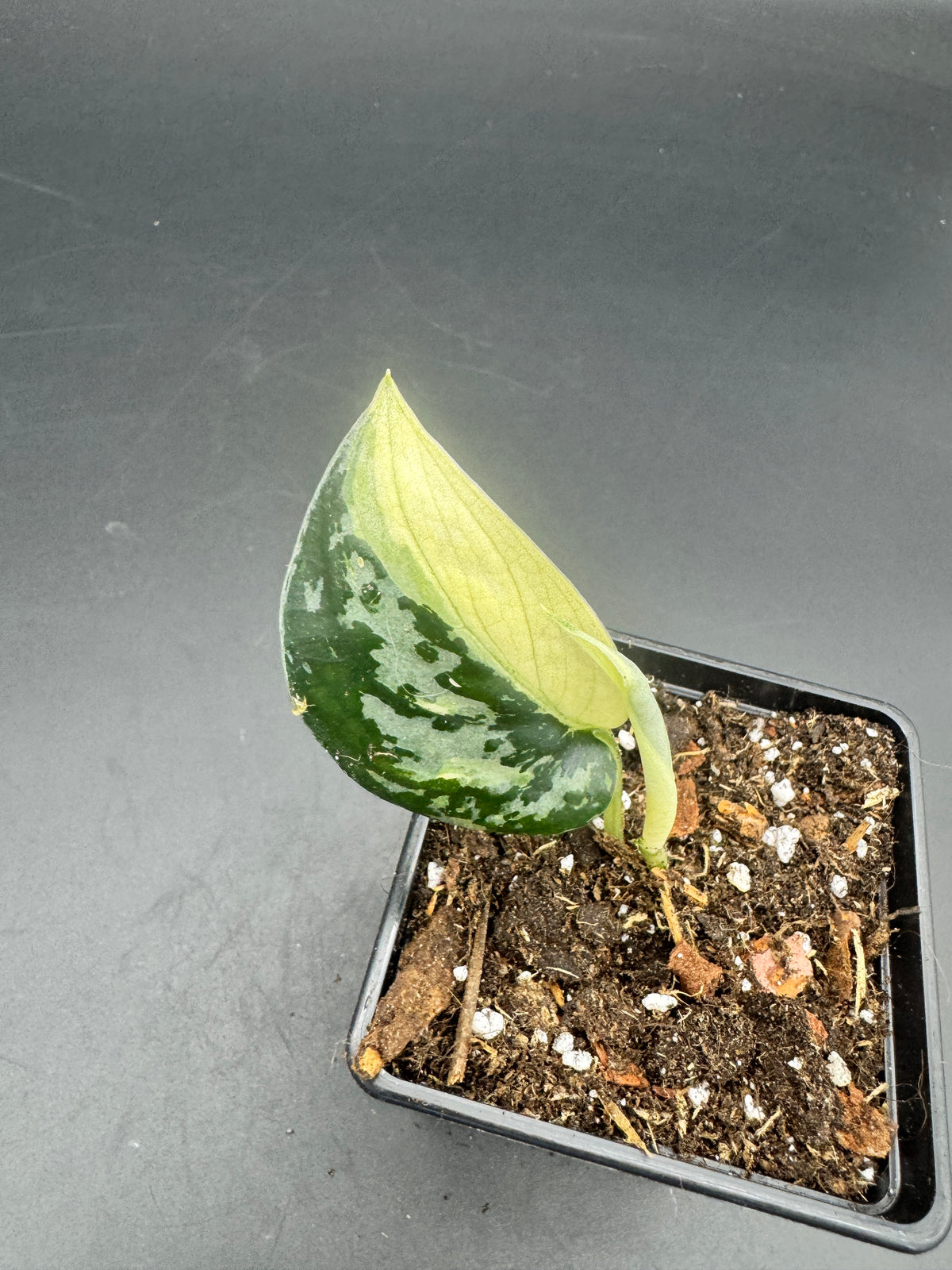 Scindapsus Mayari