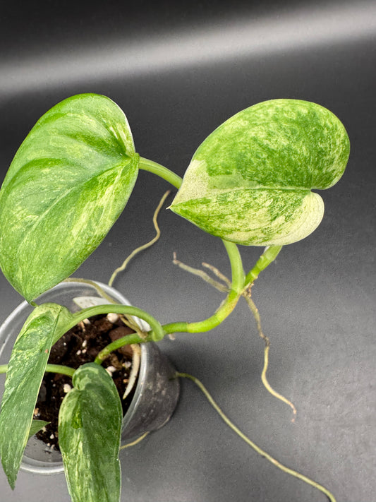 Scindapsus Jade Satin variegata