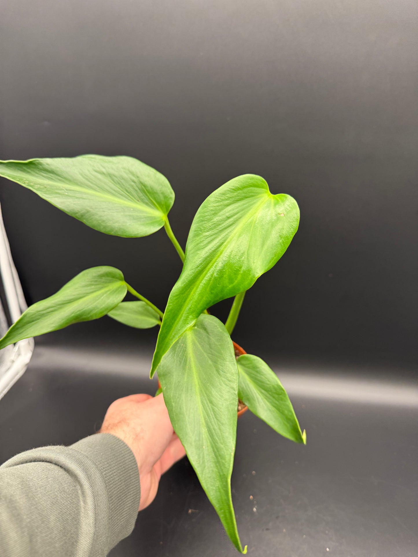 Monstera burle marx Flame