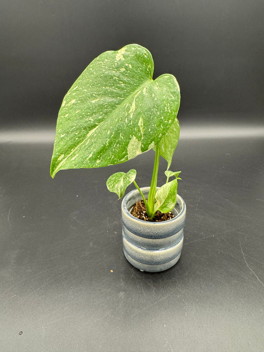 Monstera Thai constelation