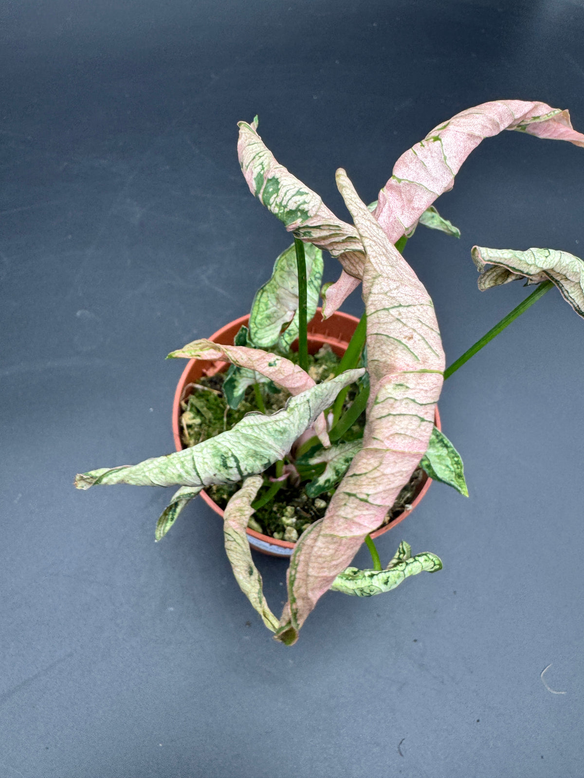 Syngonium pink Rolli
