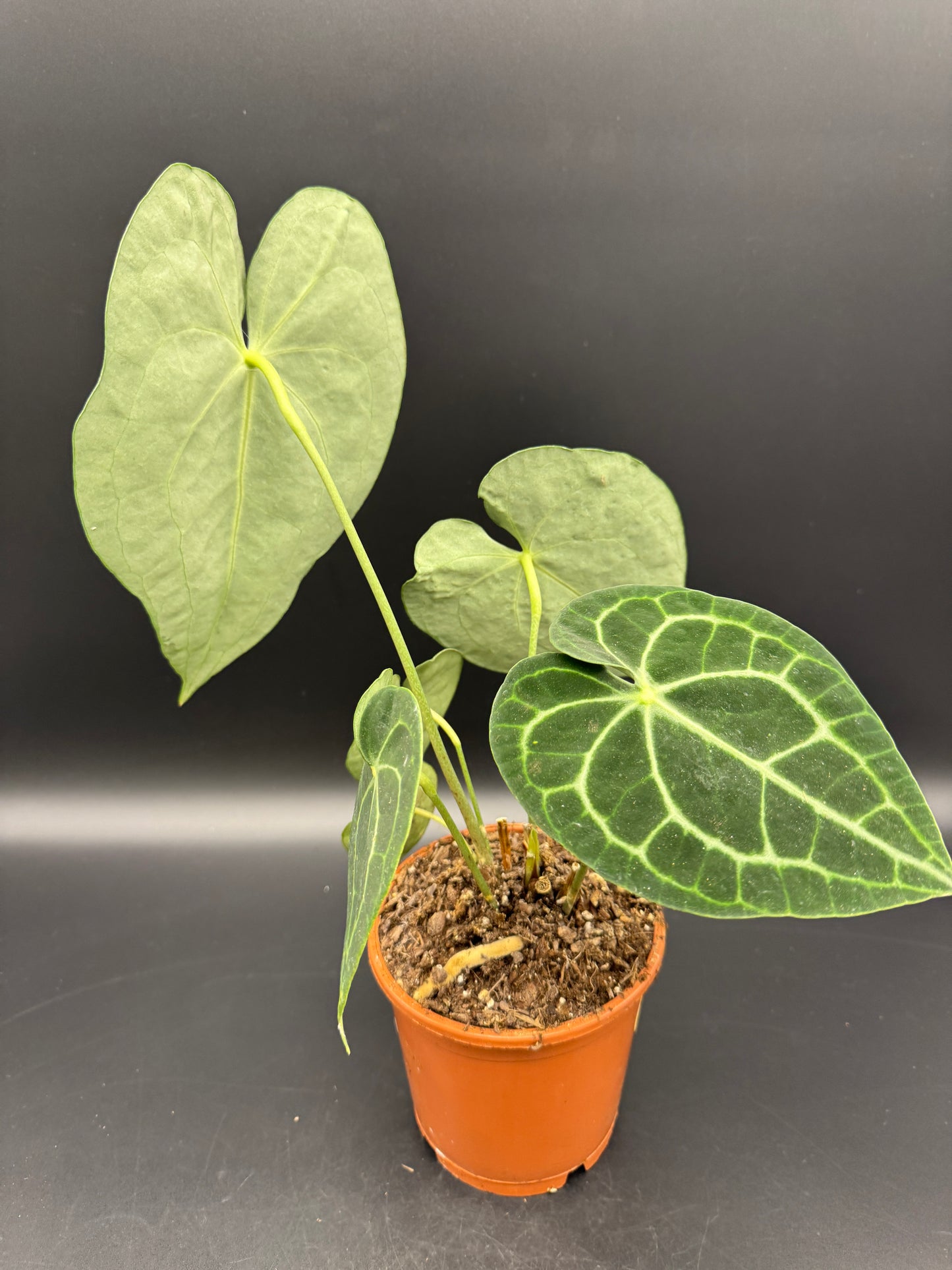 Anthurium clarinervium