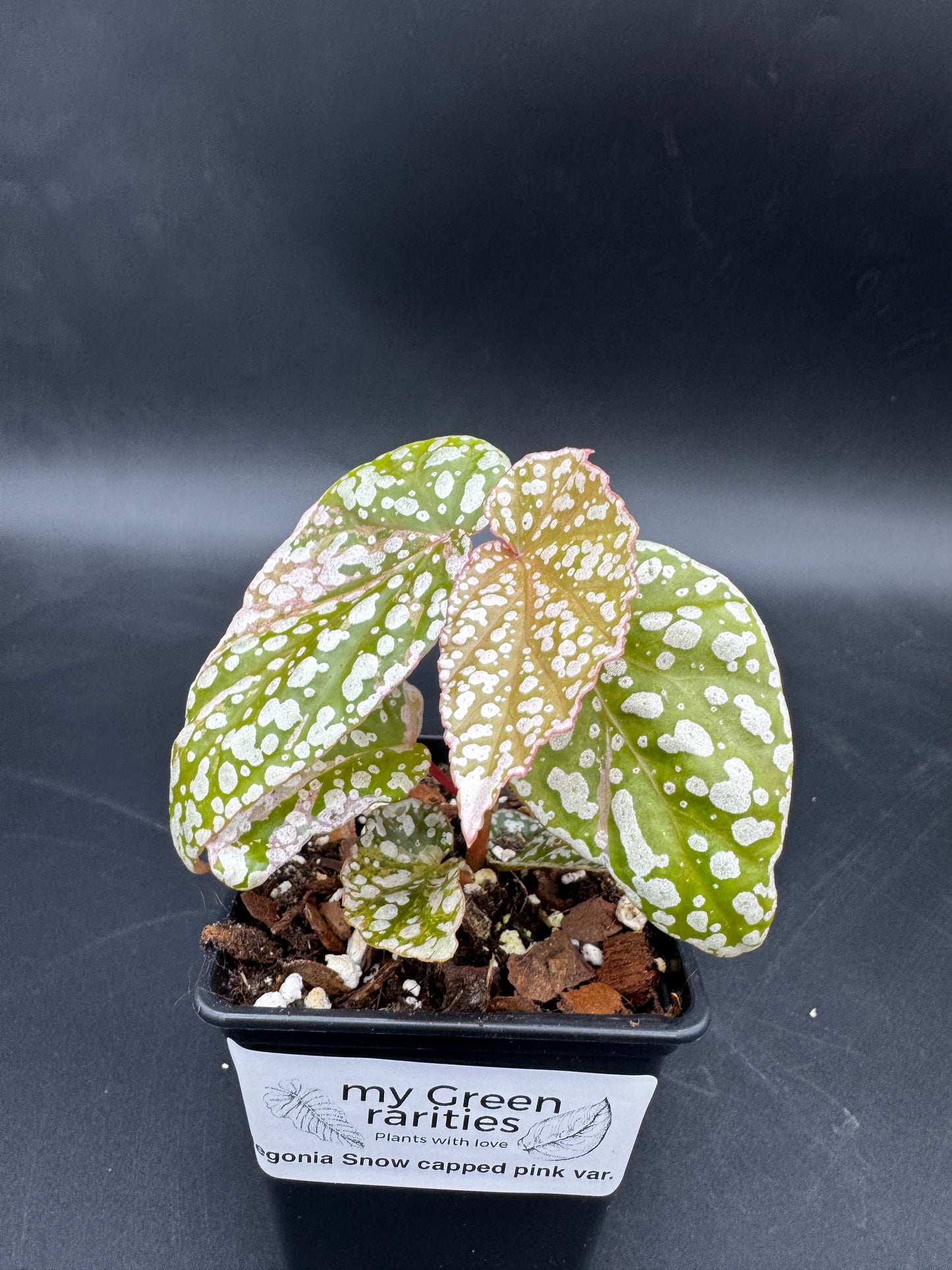 Begonia snow capped pink variegata