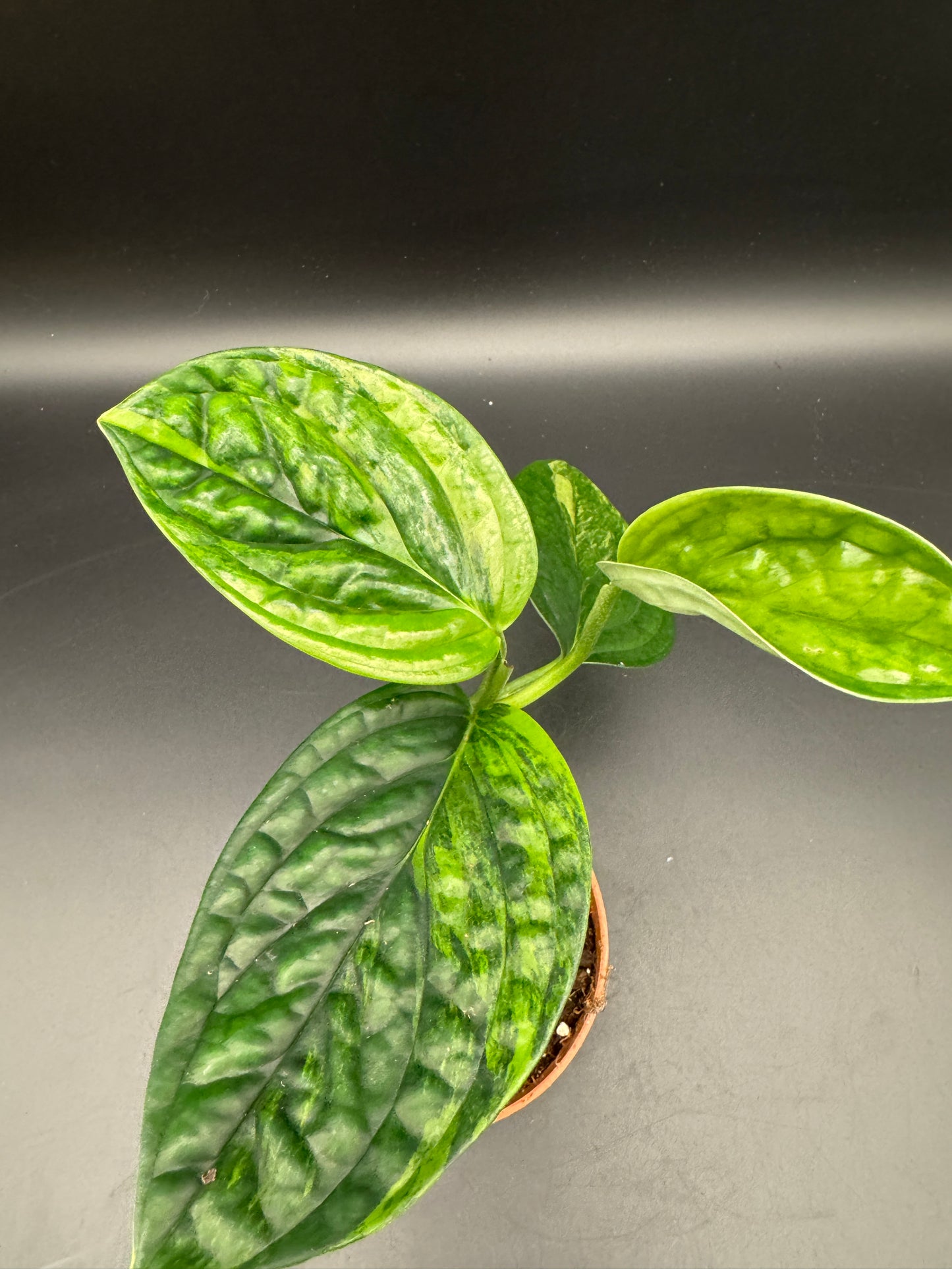 Monstera karstenanium Peru variegata