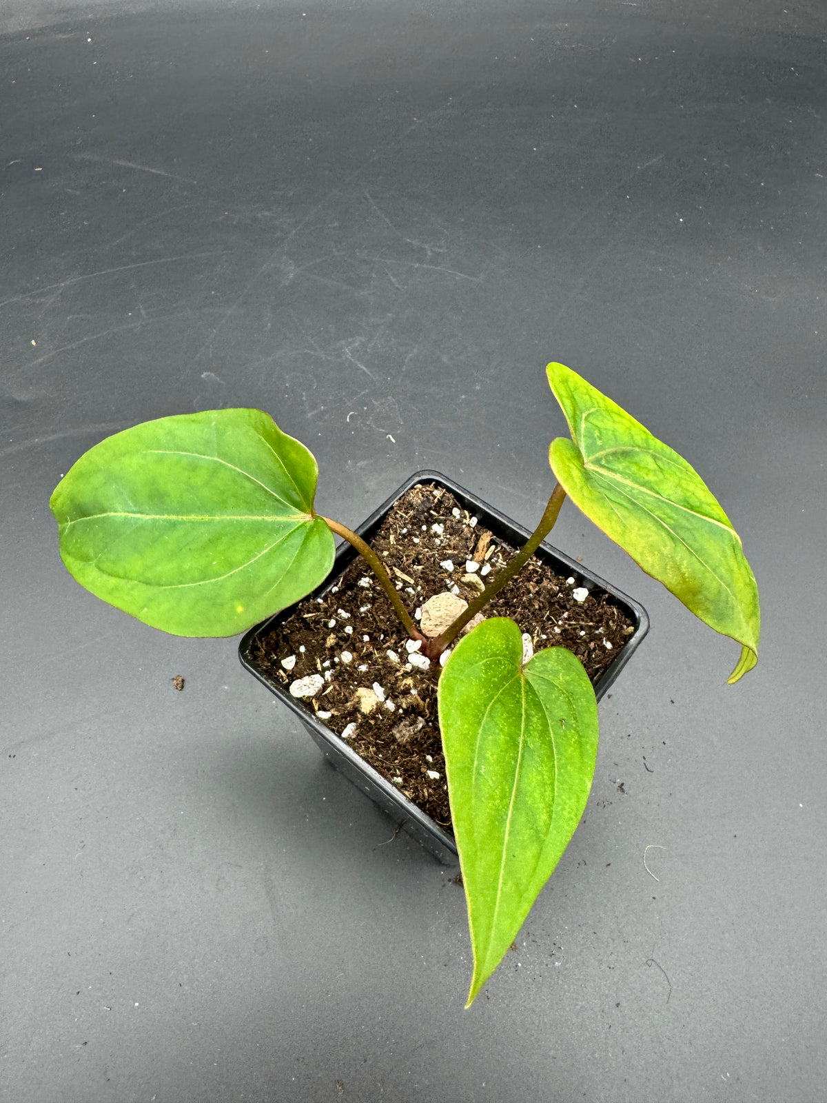 Anthurium Michelle x Black Jack