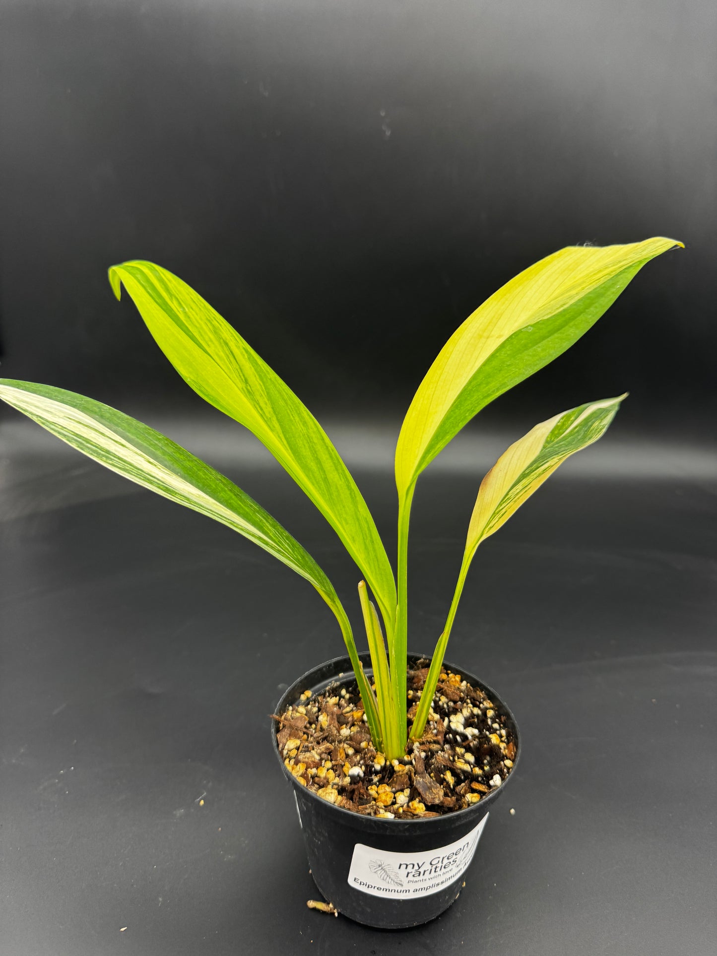 Epipremnum amplissimum Aurea variegata