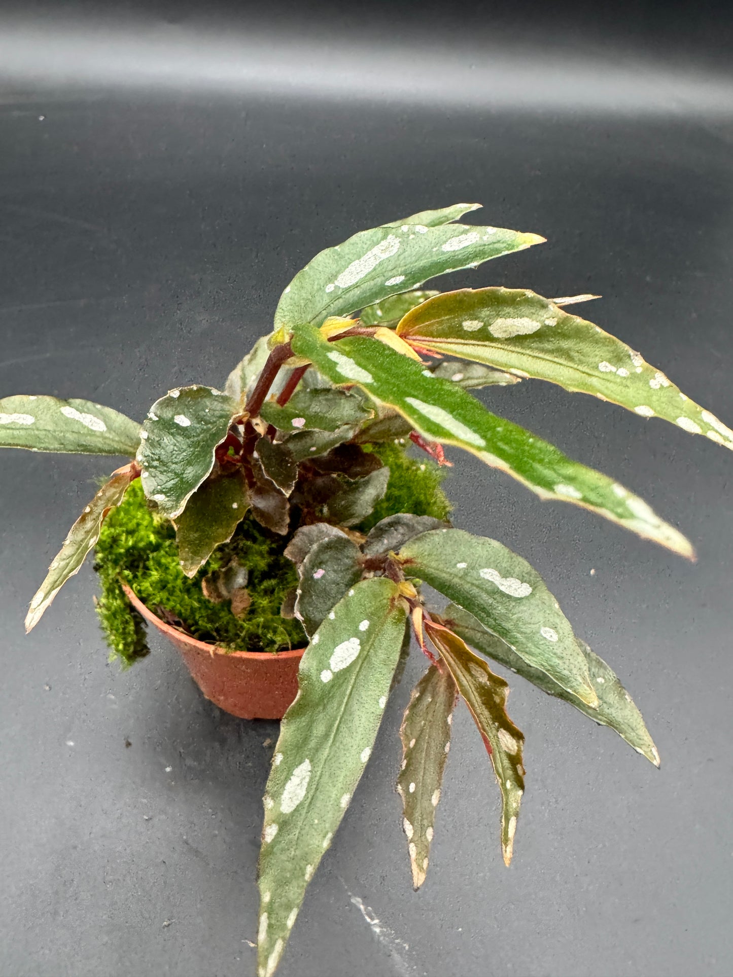 Begonia Julau Typ 2