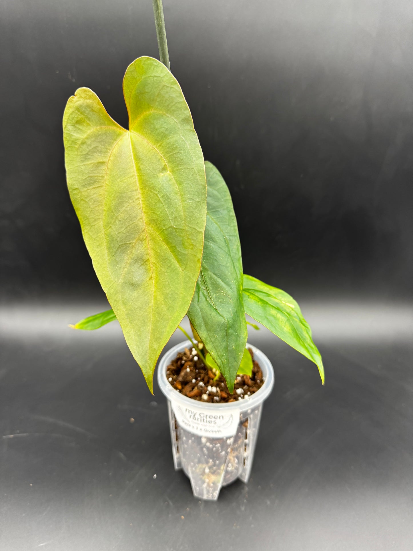 Anthurium Papi x Goliath