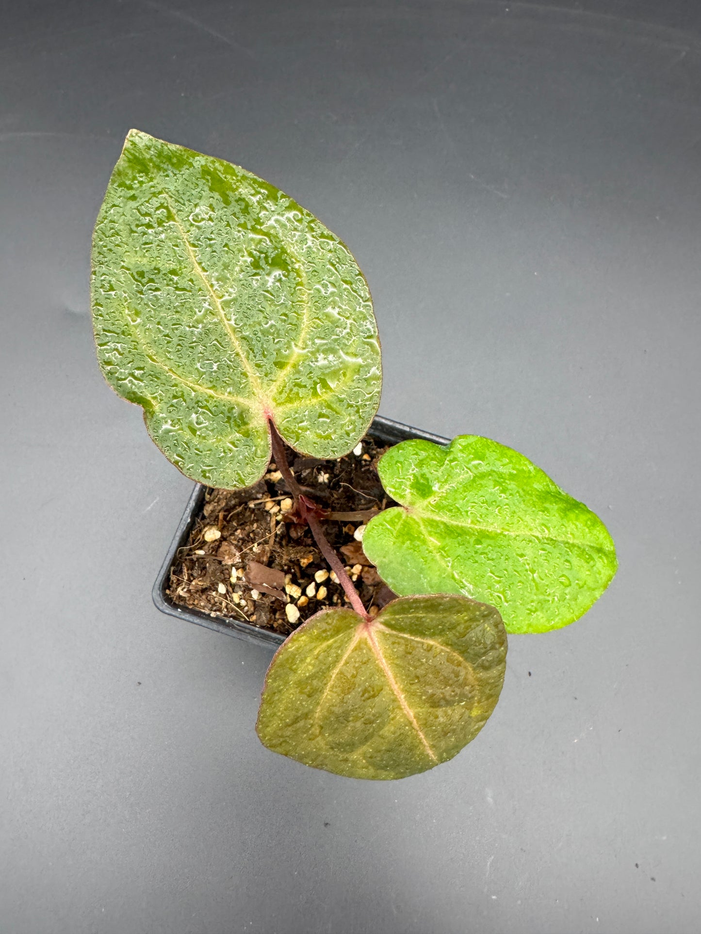 Anthurium RVDP (Red Vein Dark Phoenix) variegata