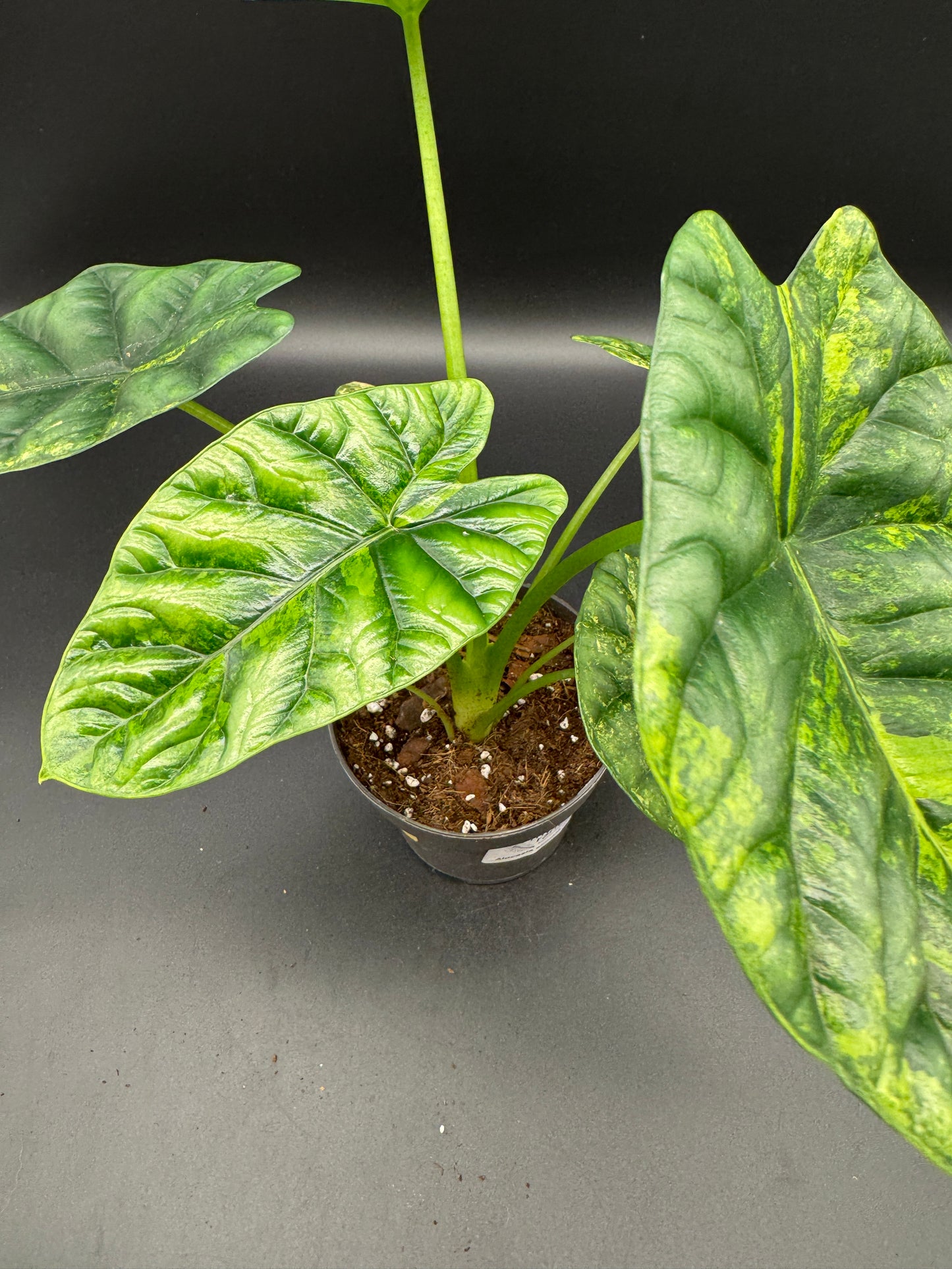 Alocasia sinuata aurea variegata