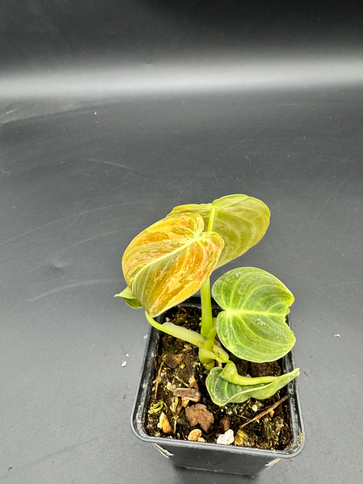 Philodendron melanochrysum variegata