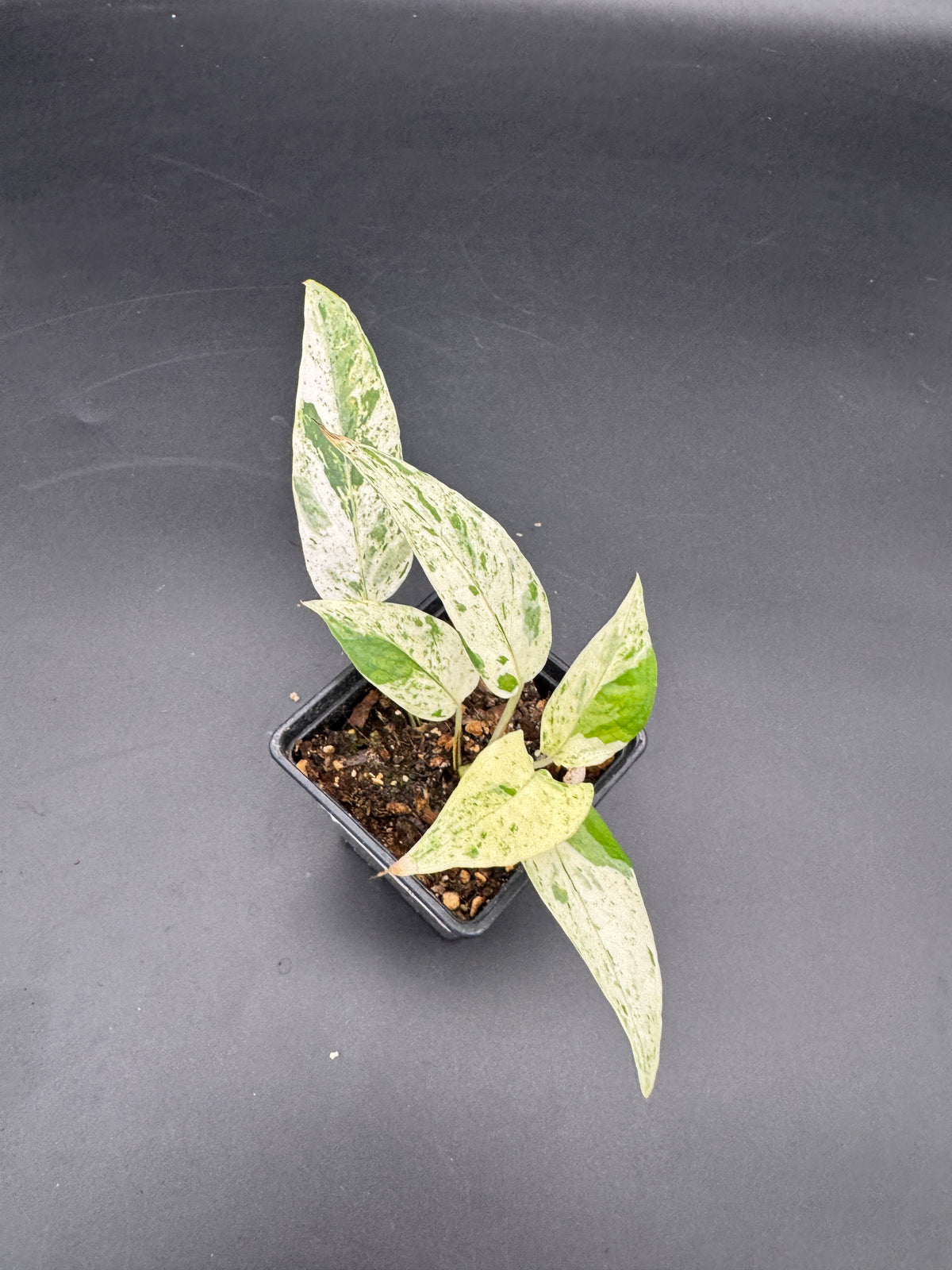 Epipremnum pinnatum cebu Blue Marble variegata