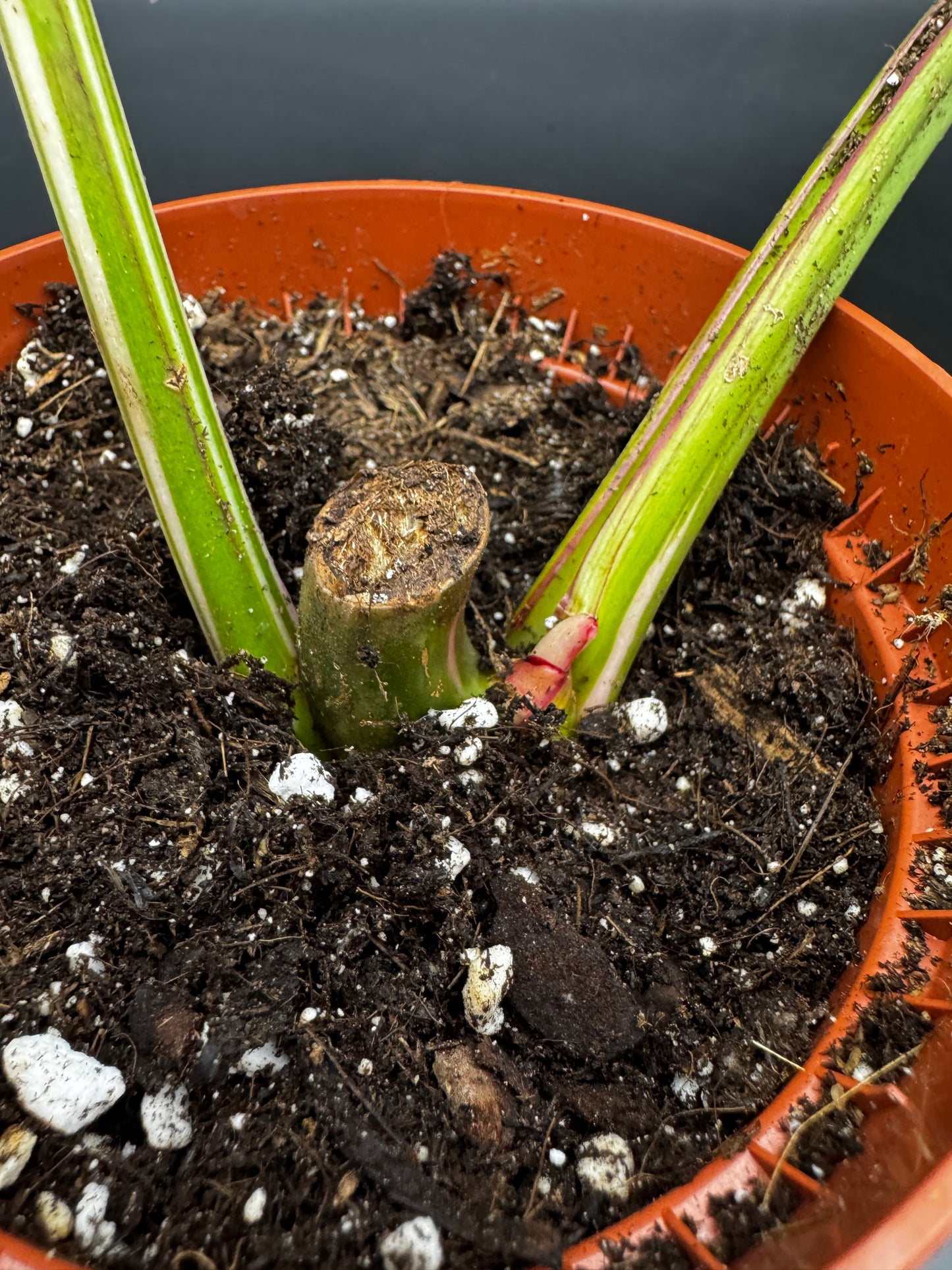 Philodendron white Princess Aurea Tricolorcutting angewurzelt mit Neuaustrieb