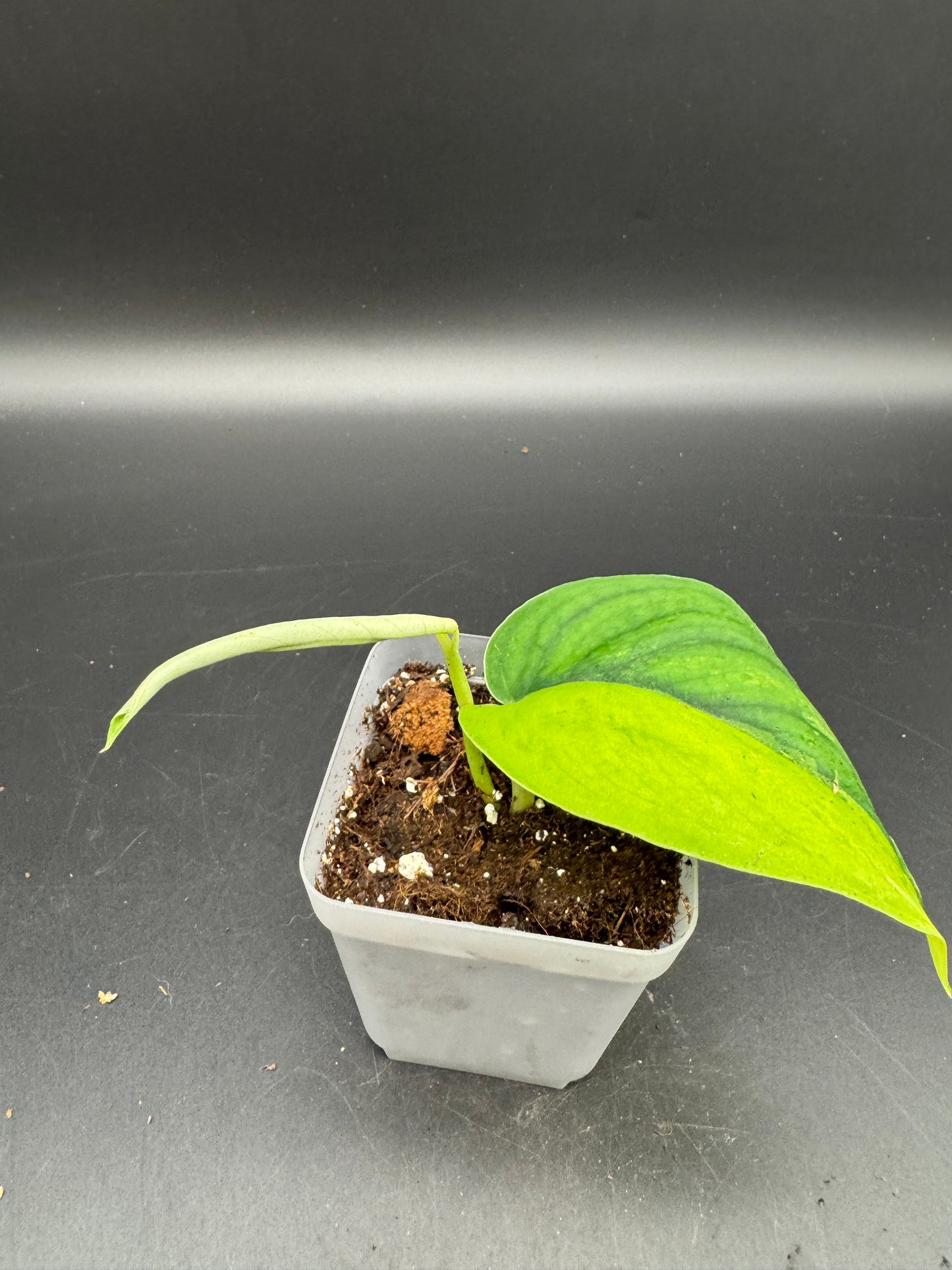 Scindapsus Jade Satin Aurea variegata