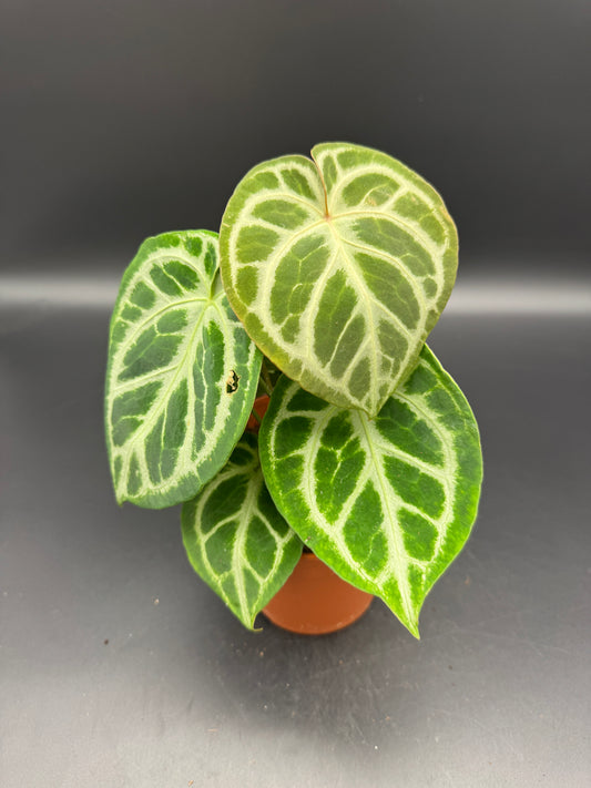 Anthurium Silver blush