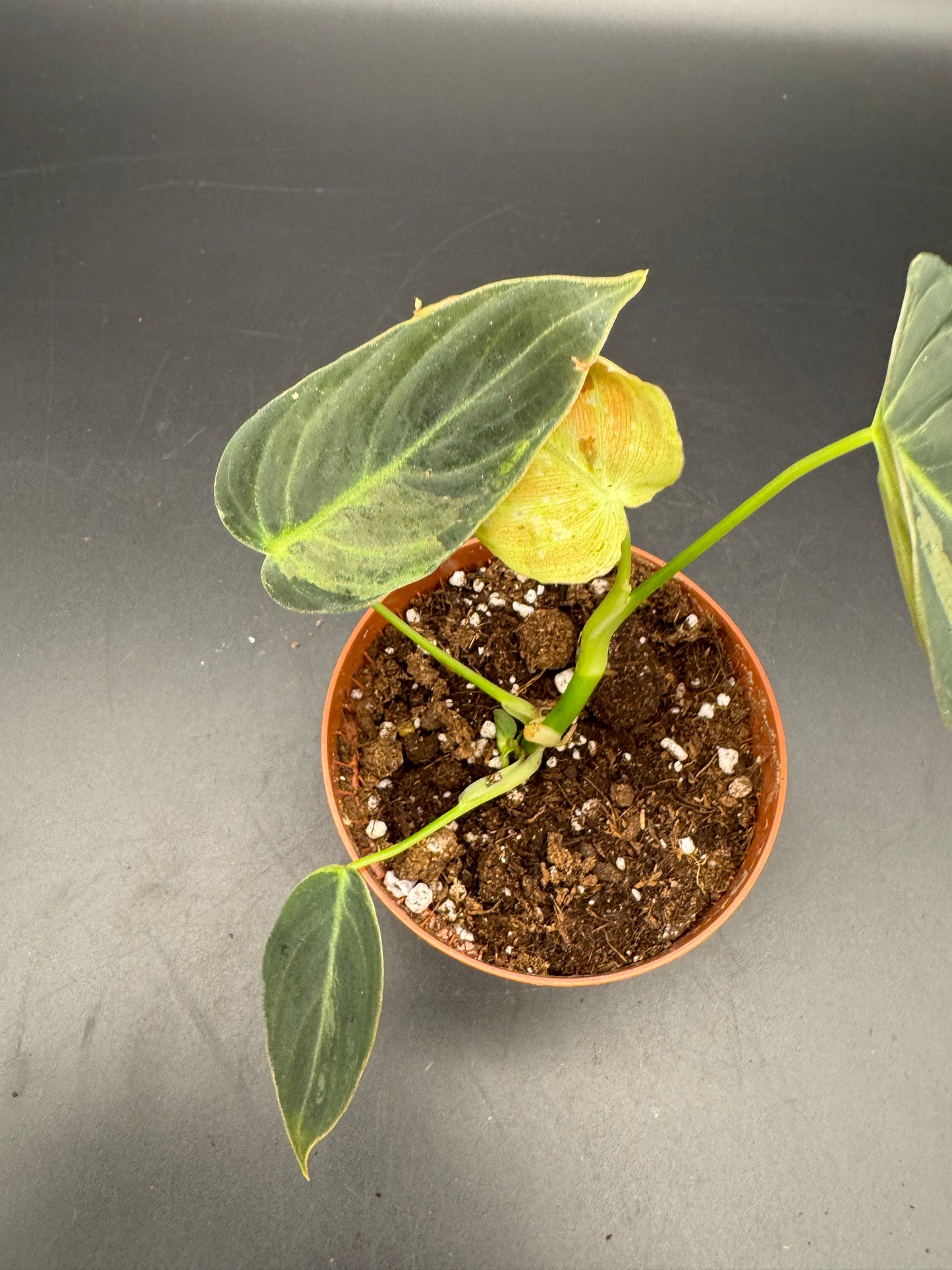 Philodendron Melanochrysum variegata