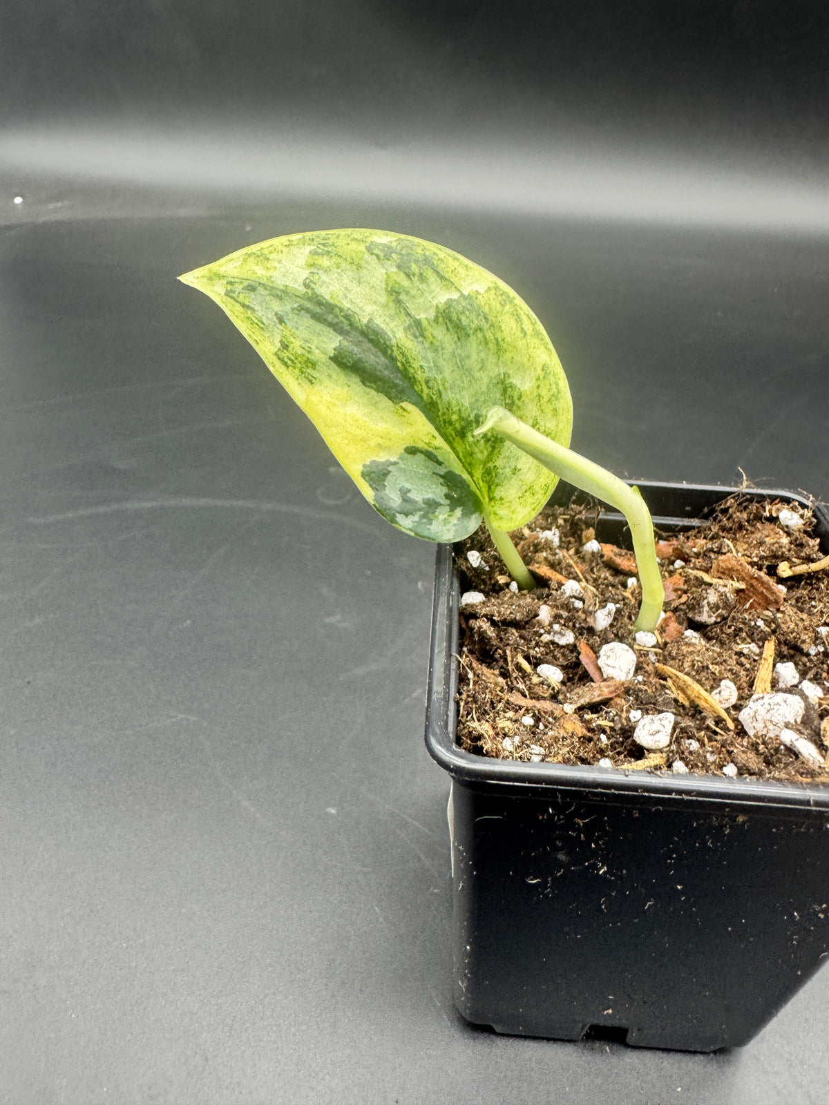 Scindapsus Mayari