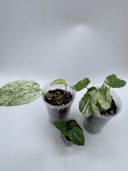 Signature Choice Trio #1