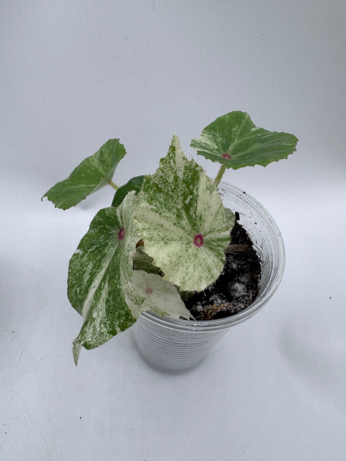 Signature Choice Trio #1