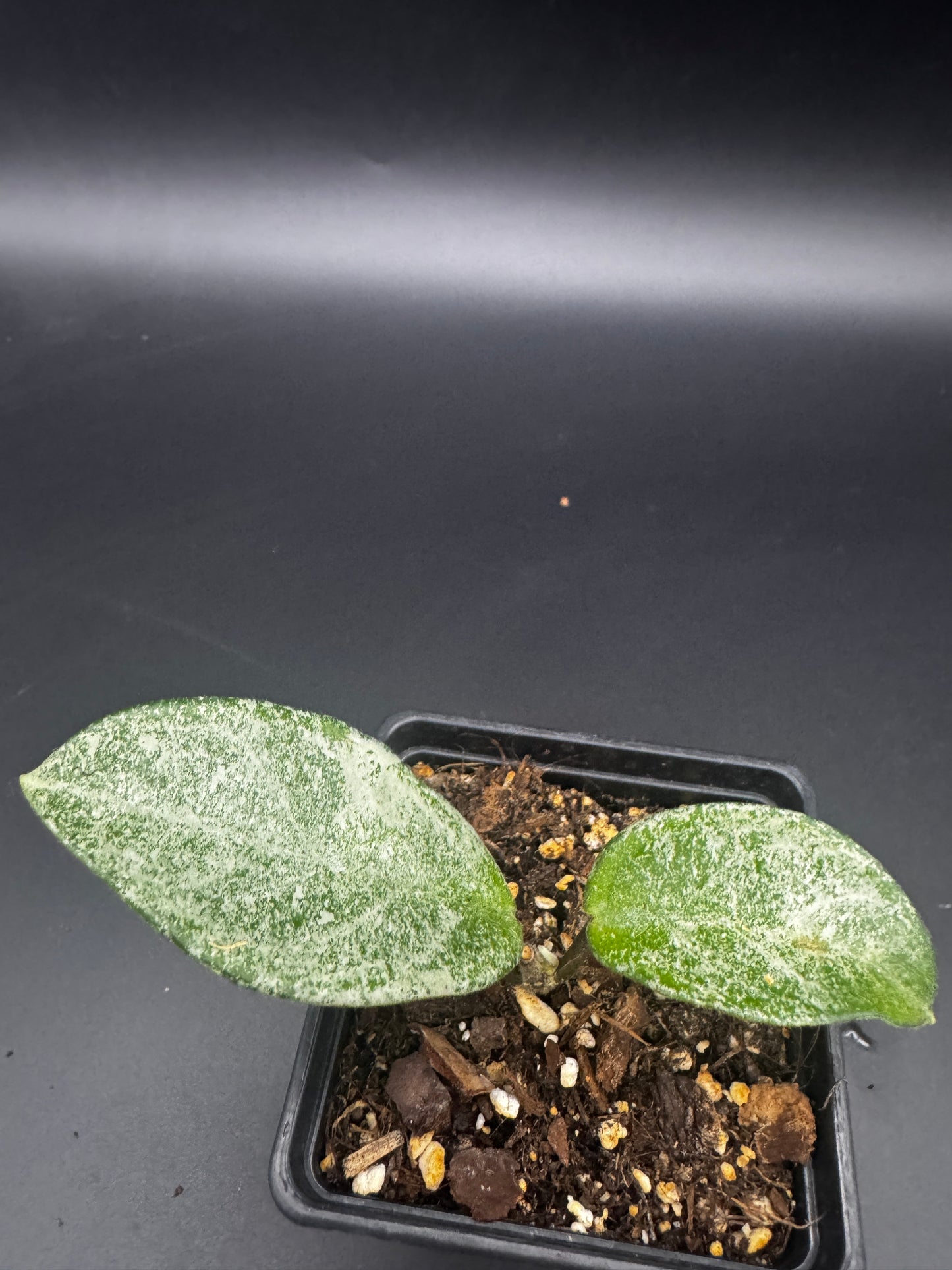 Hoya carnosa Nova Ghost