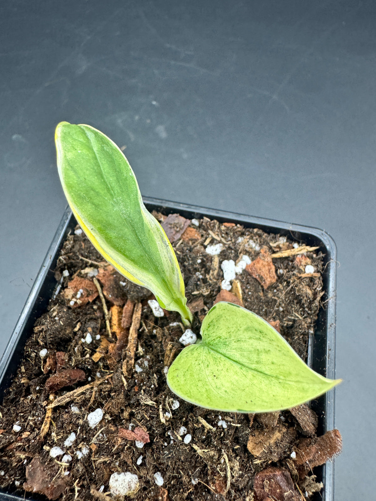 Scindapsus super Star