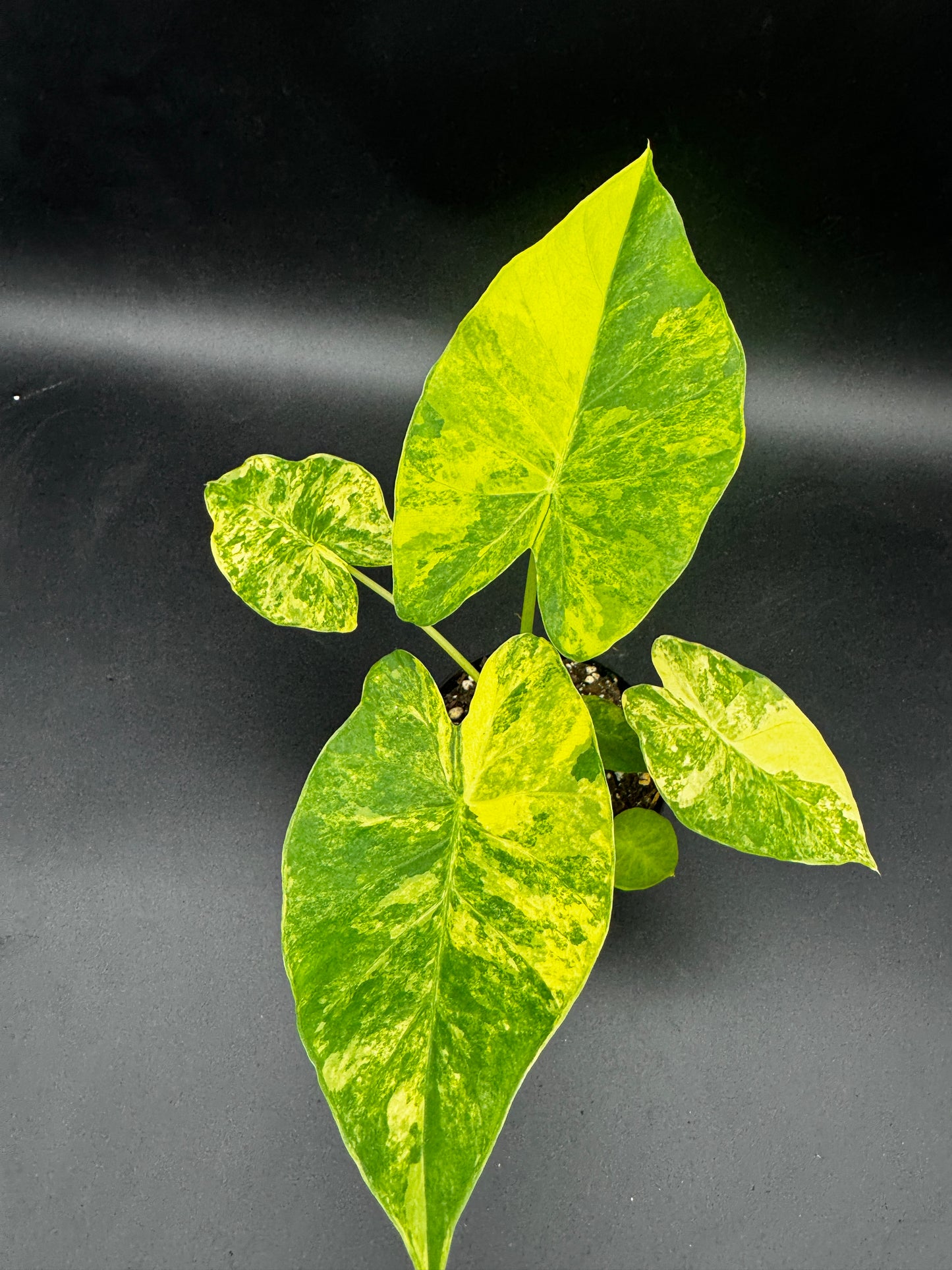 Alocasia Gageana Aurea
