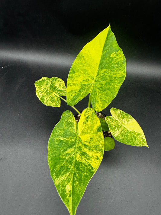 Alocasia Gageana Aurea