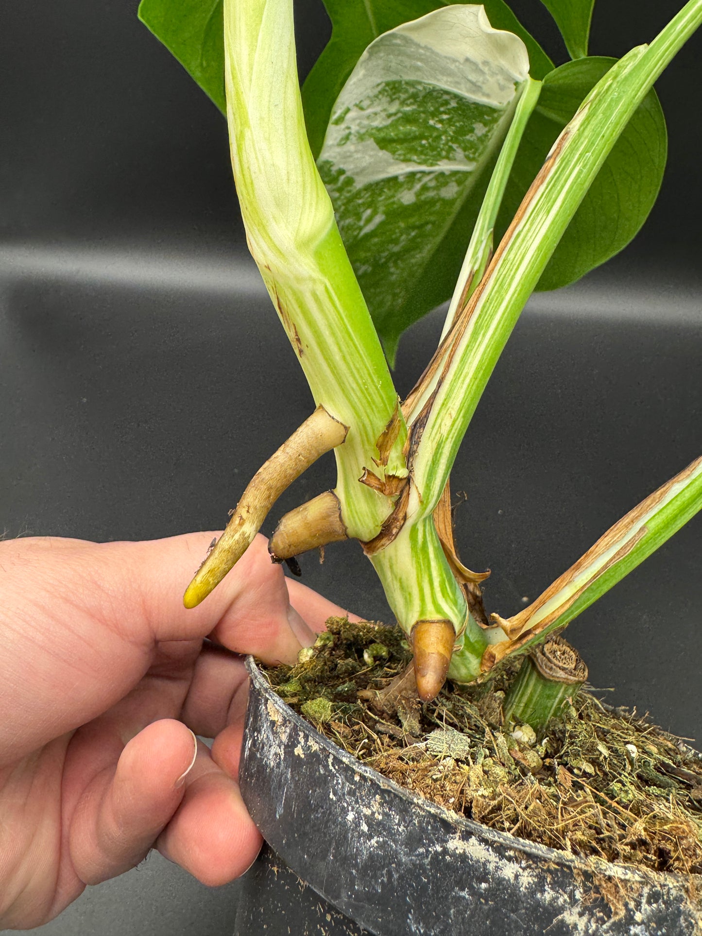 Monstera deliciosa aurea Basis mit mind. 1 Auge