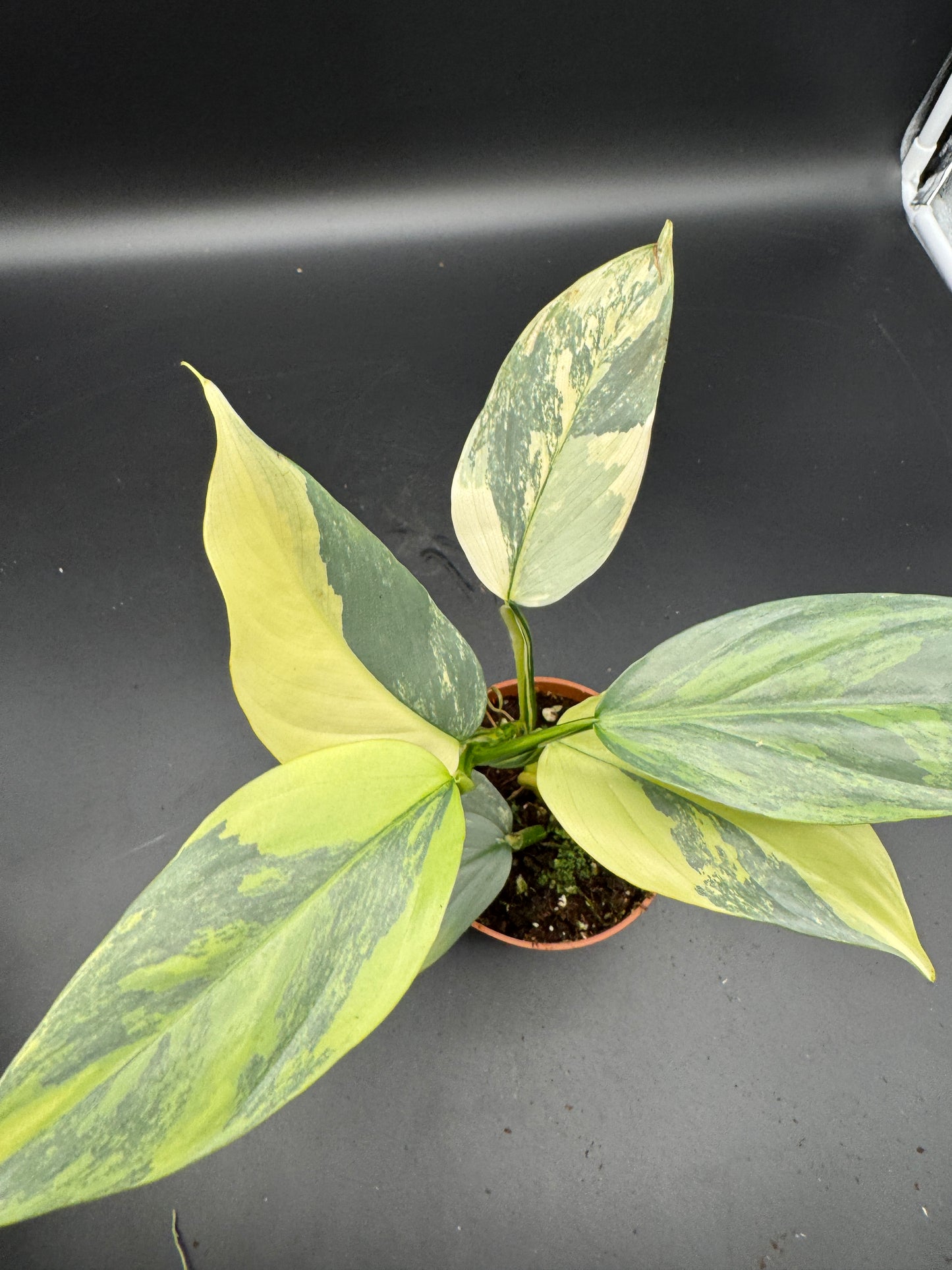 Philodendron Silver Sword variegata