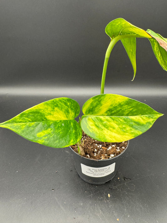 Epipremnum pinatum kujang yellow Flame