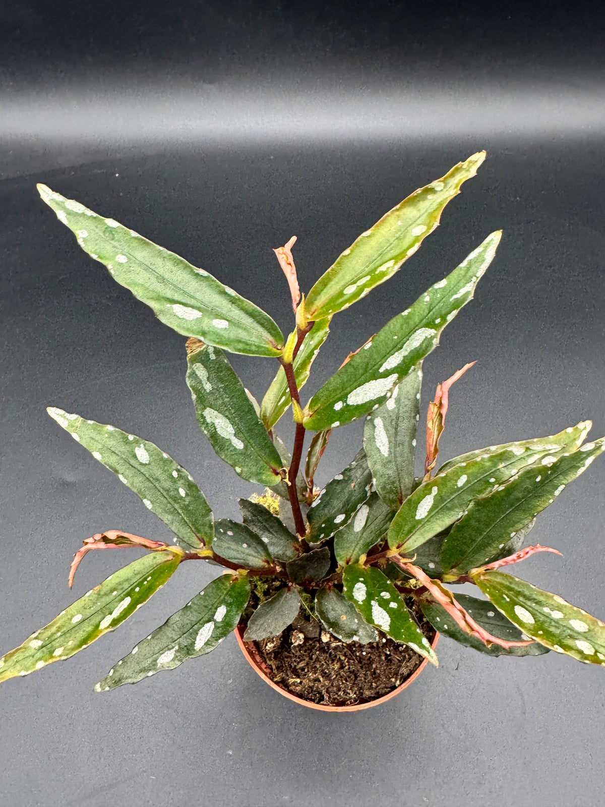 Begonia Julau Typ 2