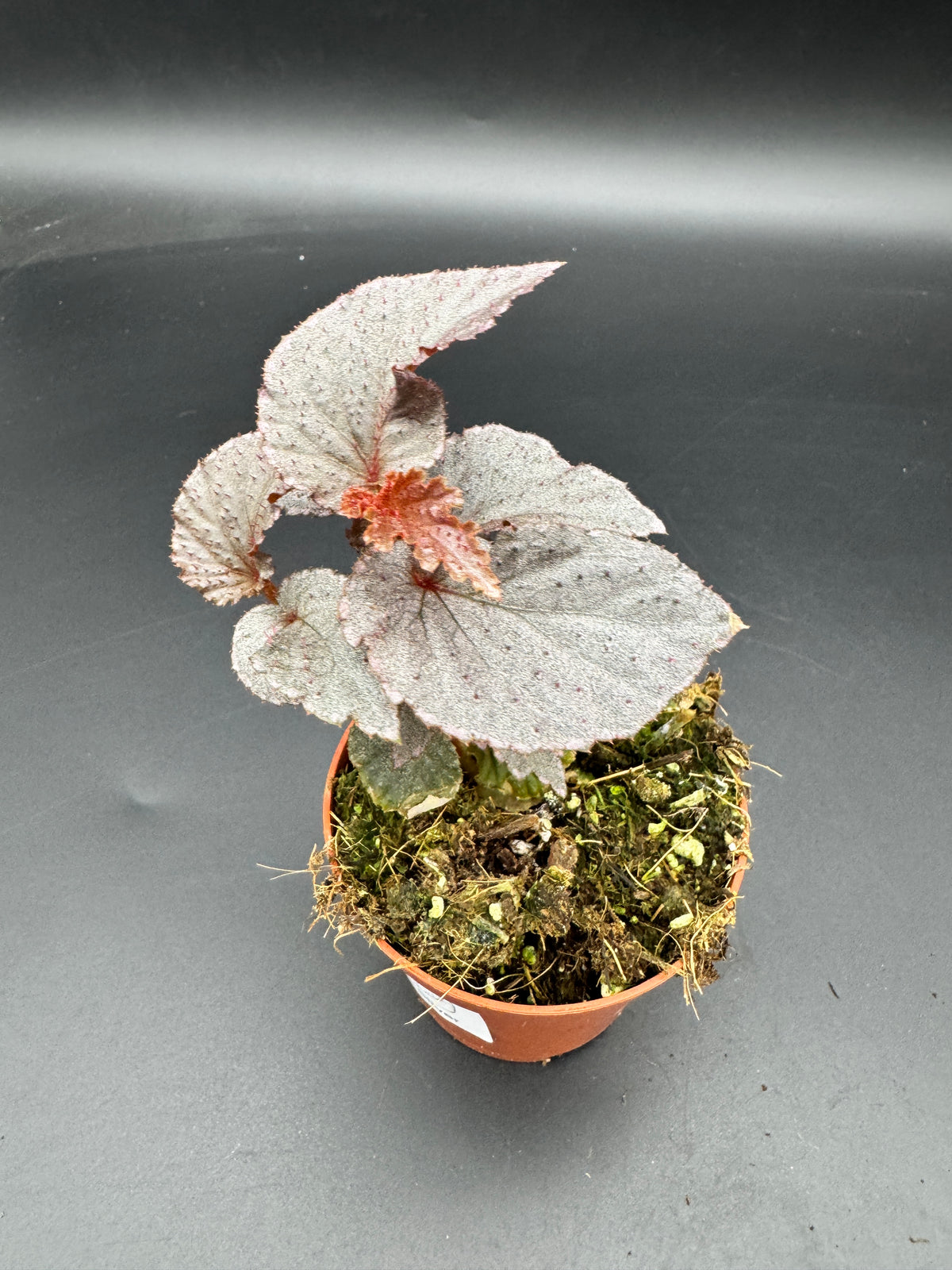 Begonia Lamriana Silver