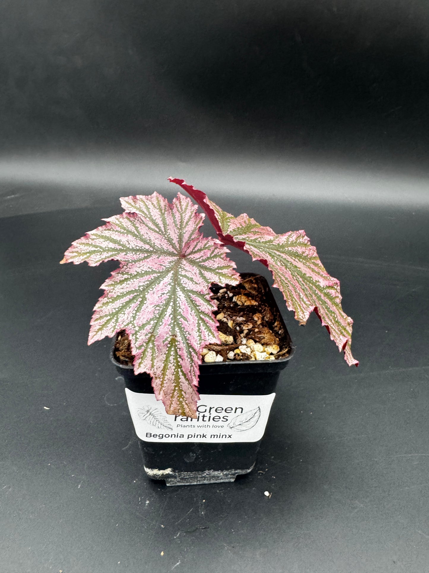 Begonia pink minx