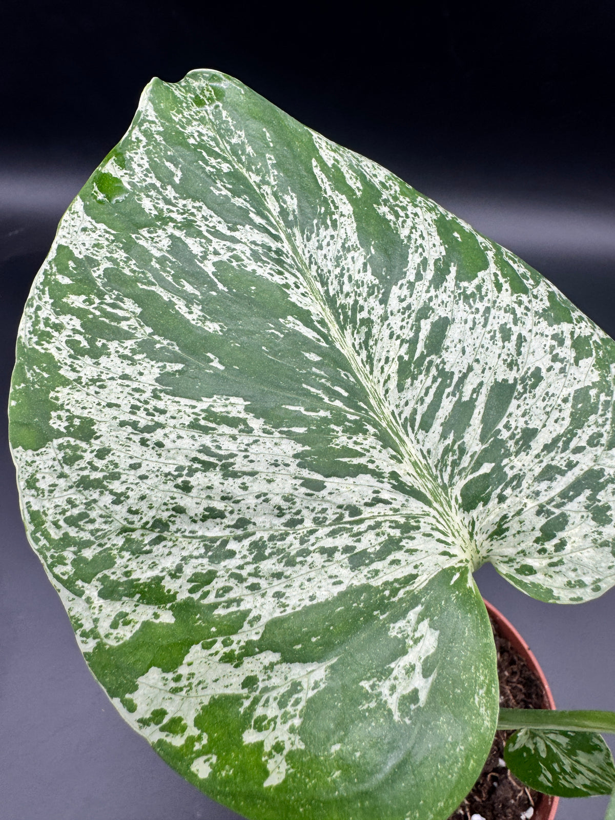 Monstera Bulbasaur
