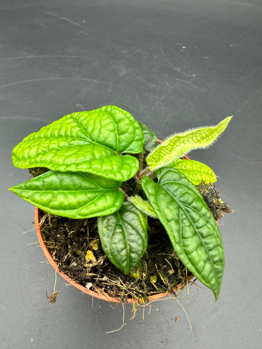 Piper Parmatum