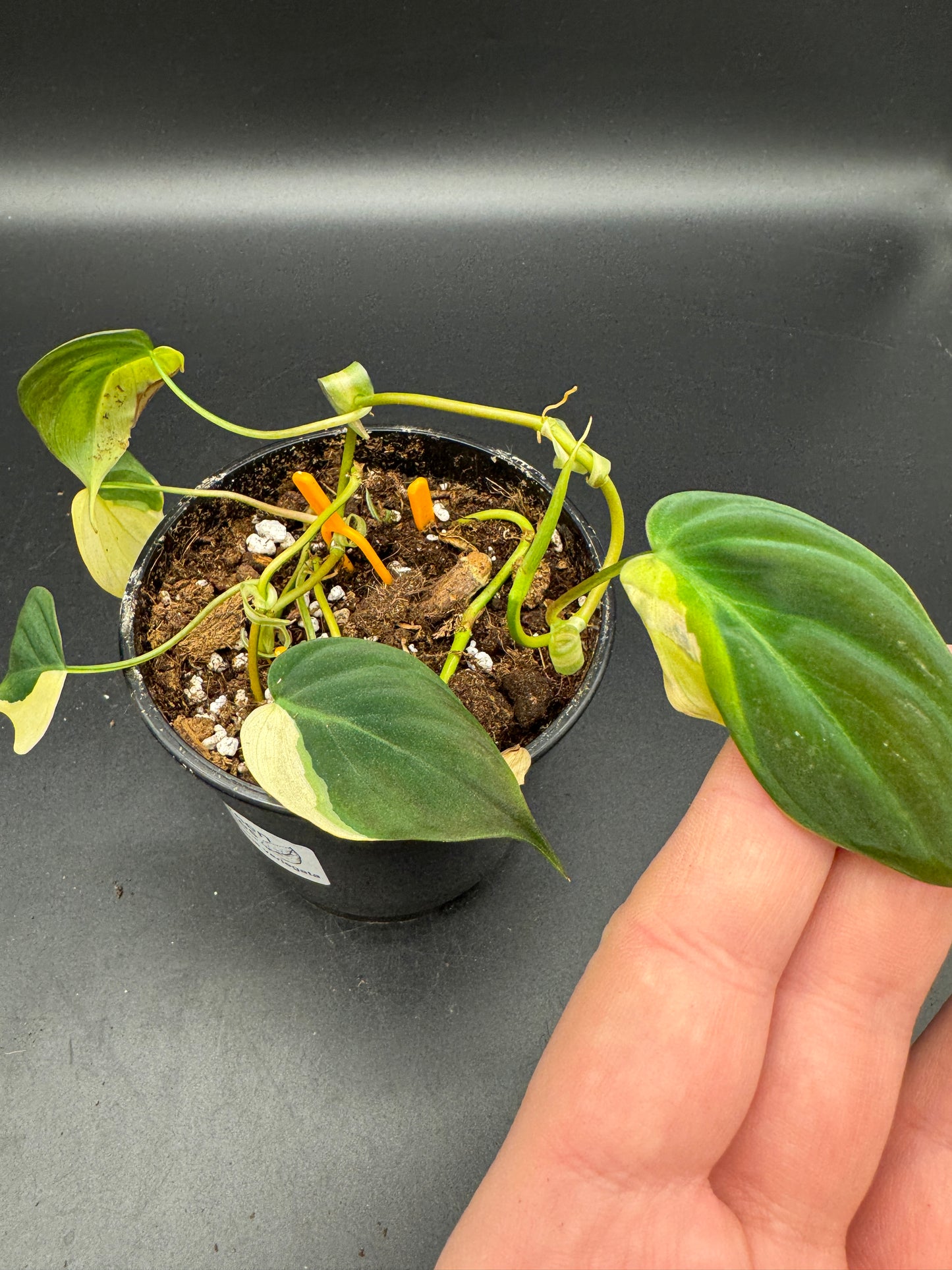 Philodendron micans variegata