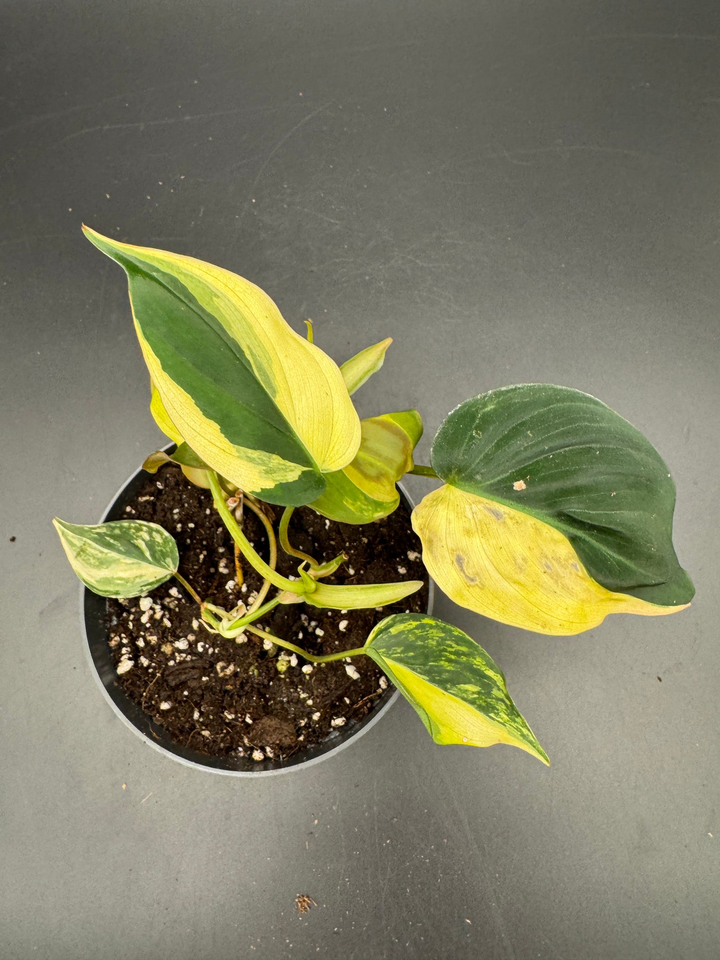 Philodendron micans variegata