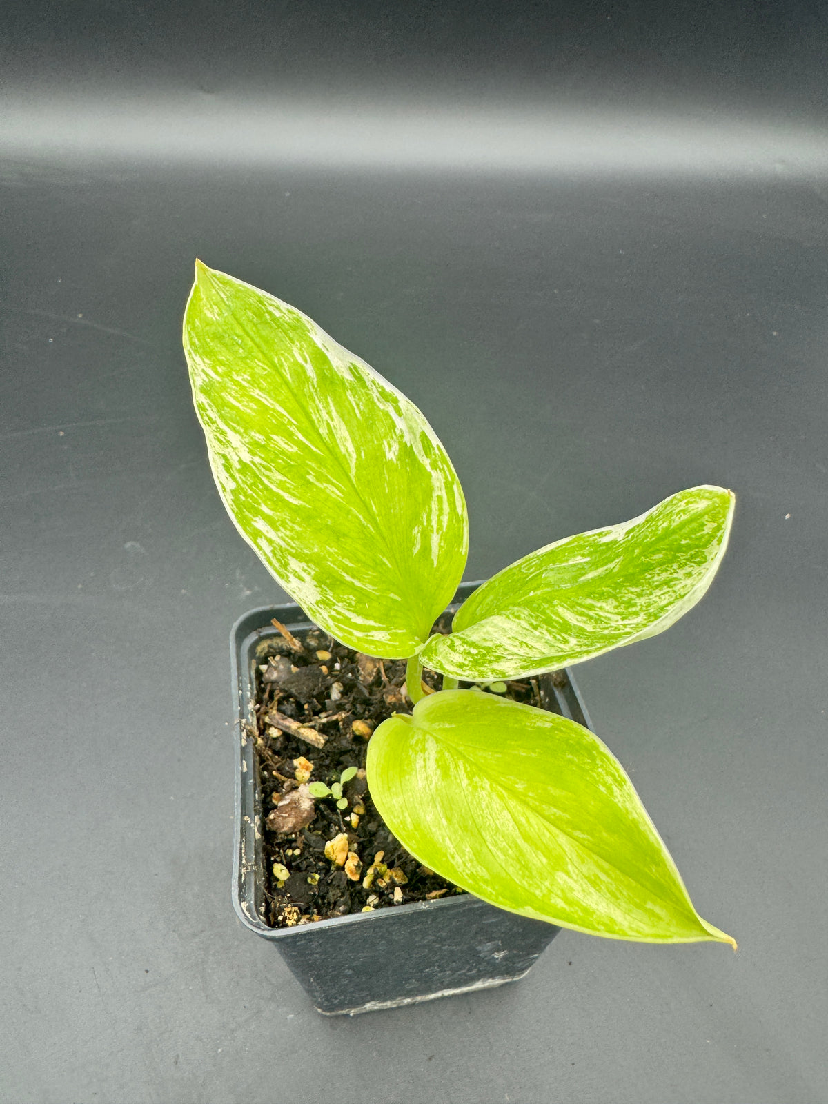 Scindapsus Catas