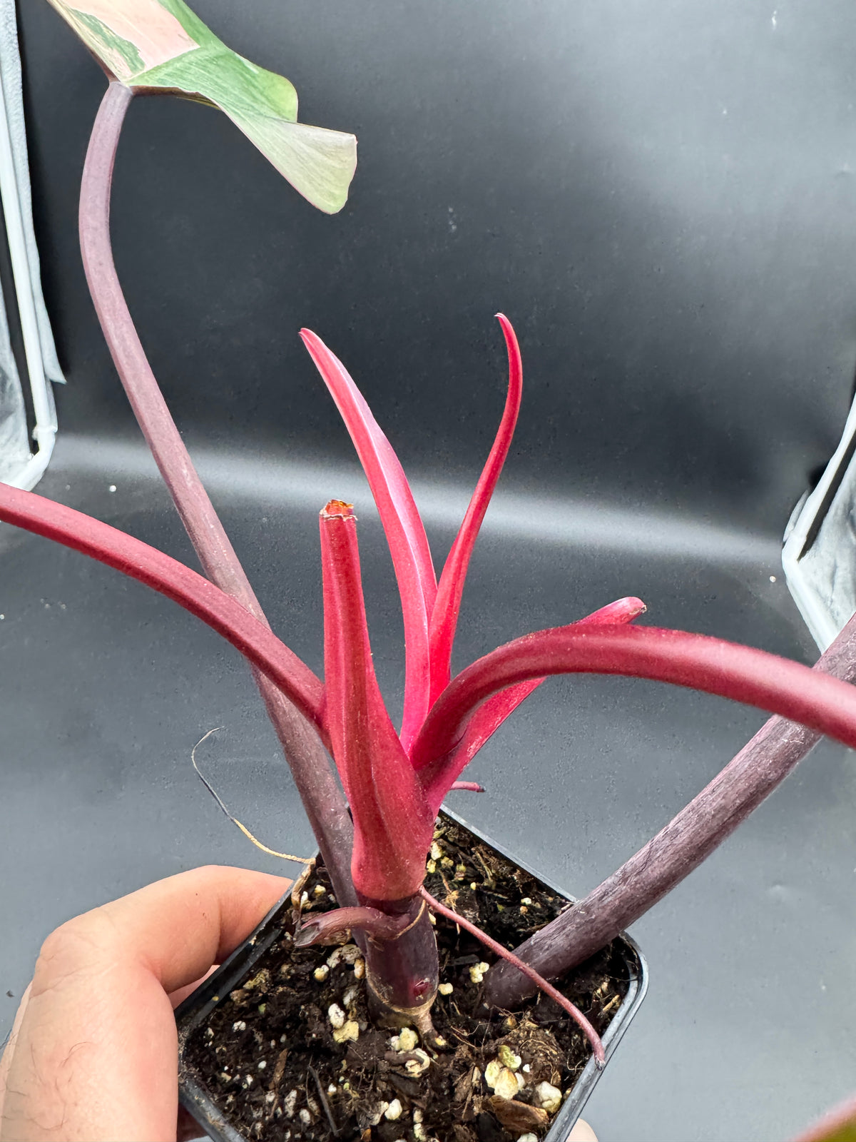 Philodendron strawberry Shake