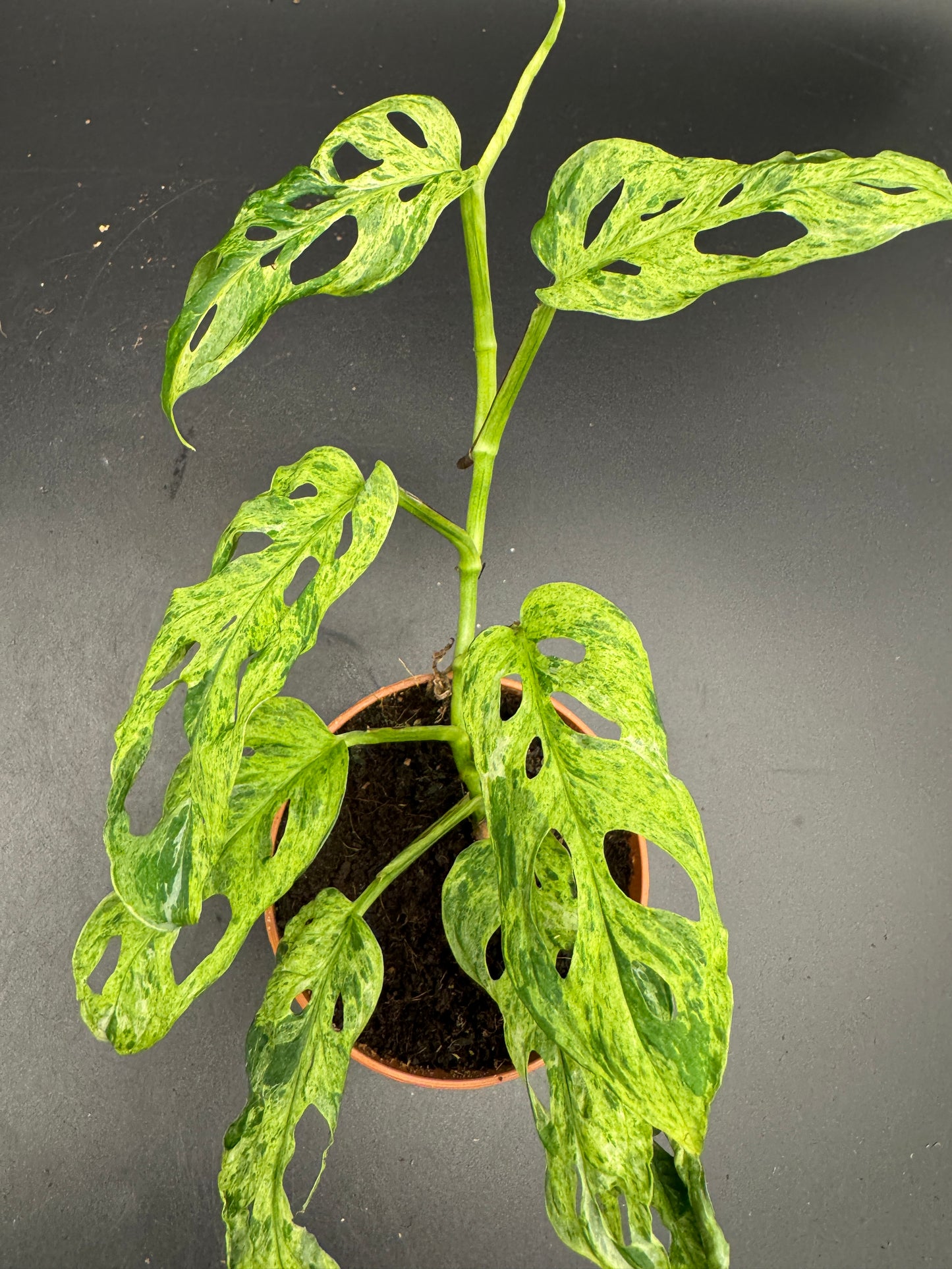Monstera adansonii Frozen freckles