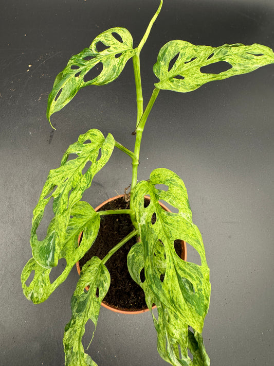 Monstera adansonii Frozen freckles