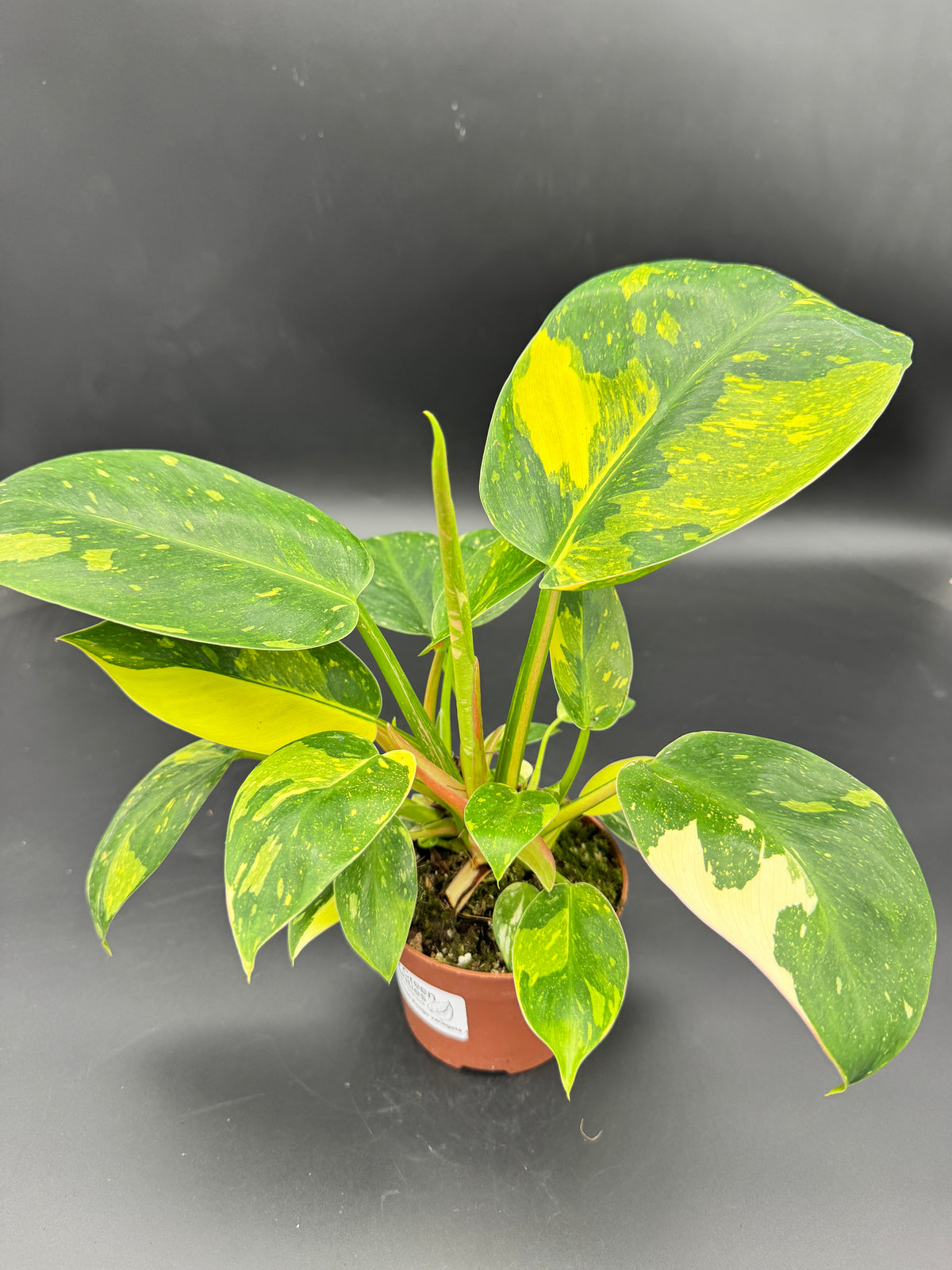 Philodendron Green Kongo variegata