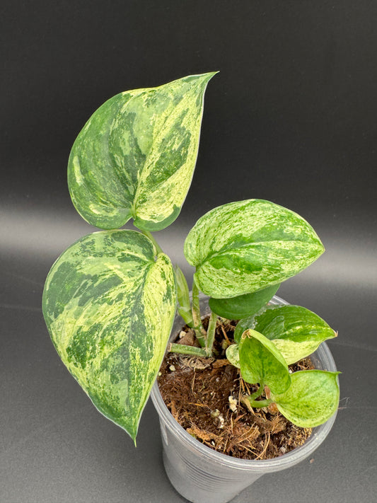 Scindapsus jade Satin variegata