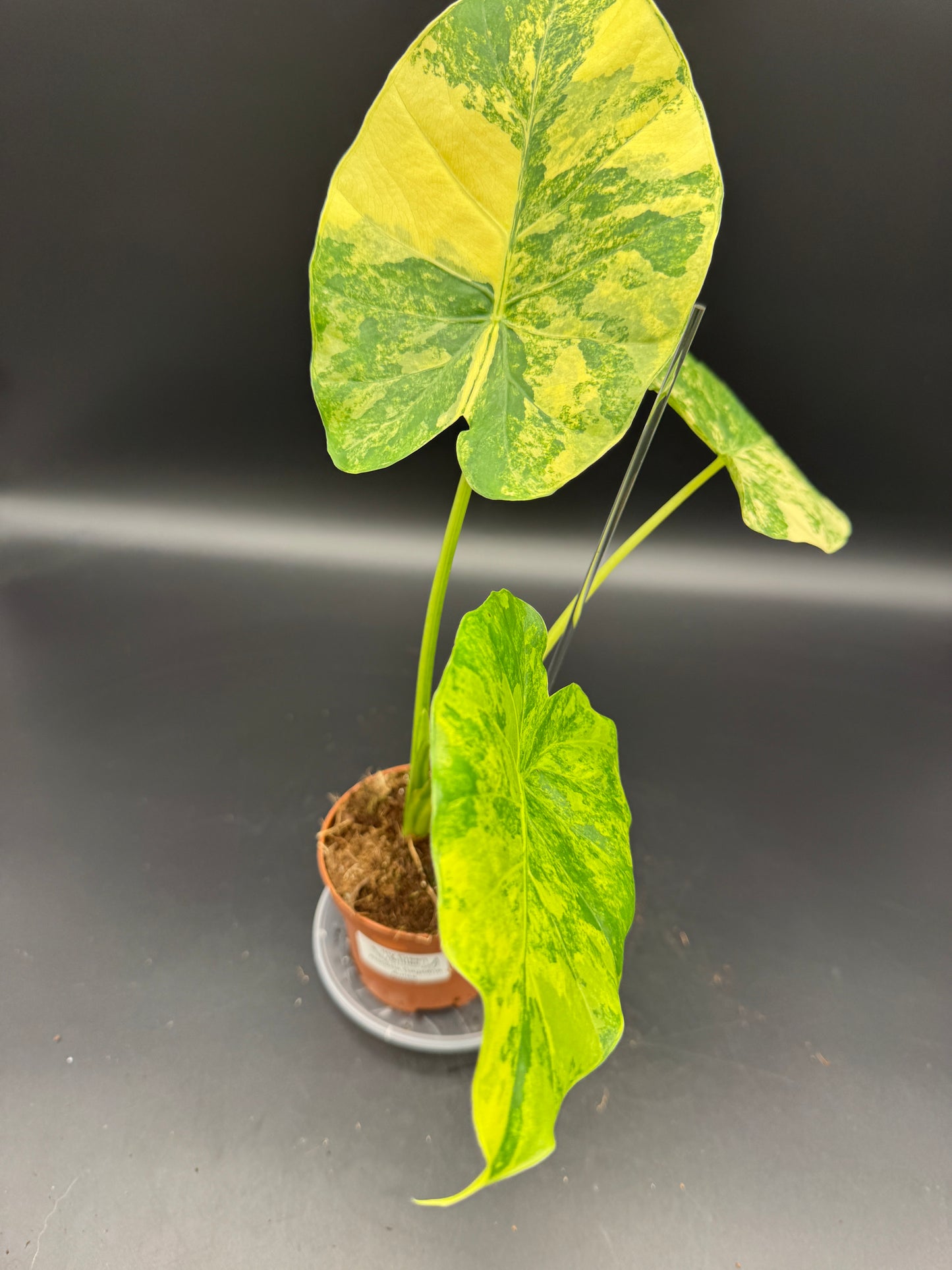 Alocasia Gageana Aurea