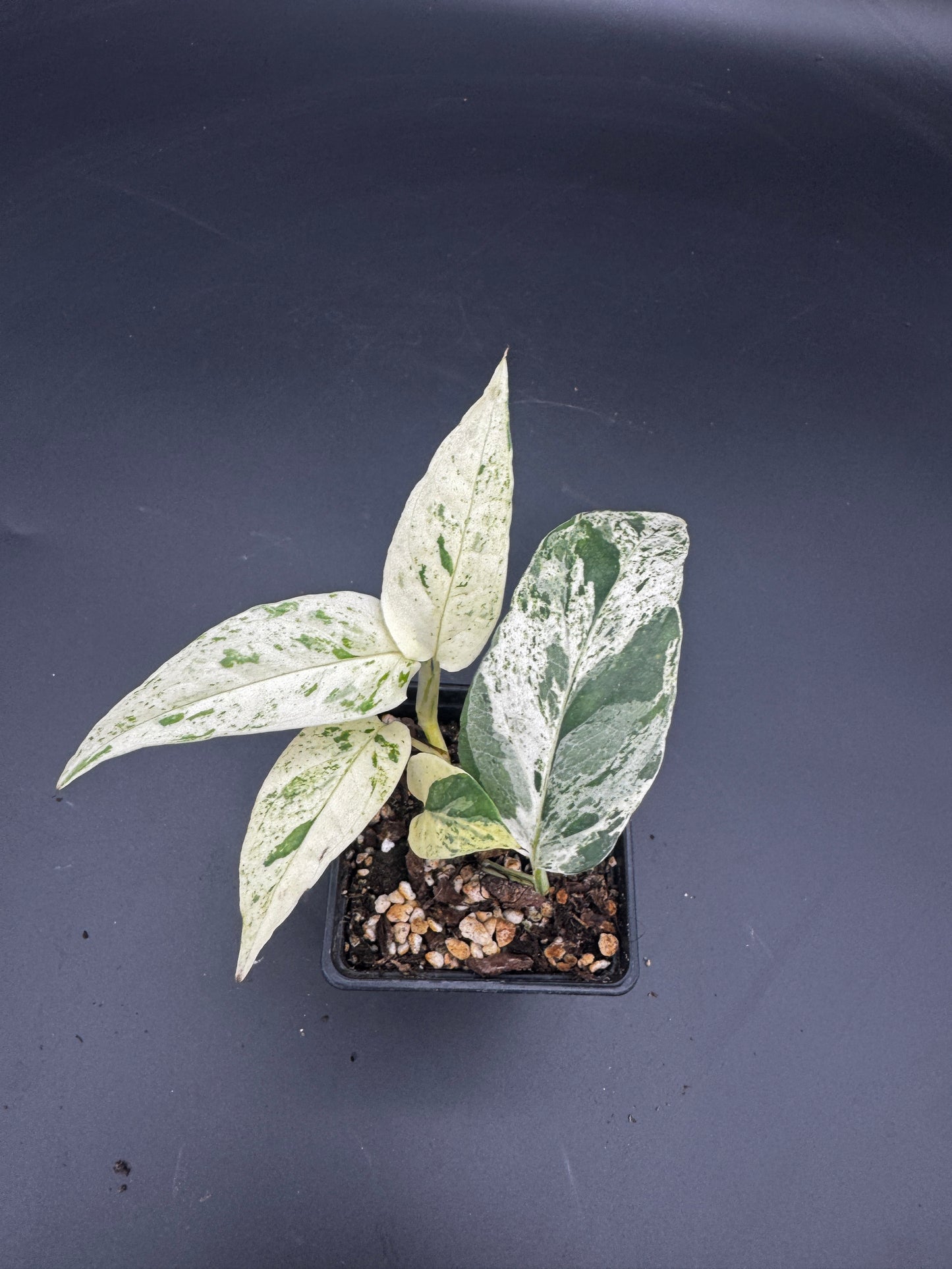 Epipremnum pinnatum Cebu Blue Marble variegata