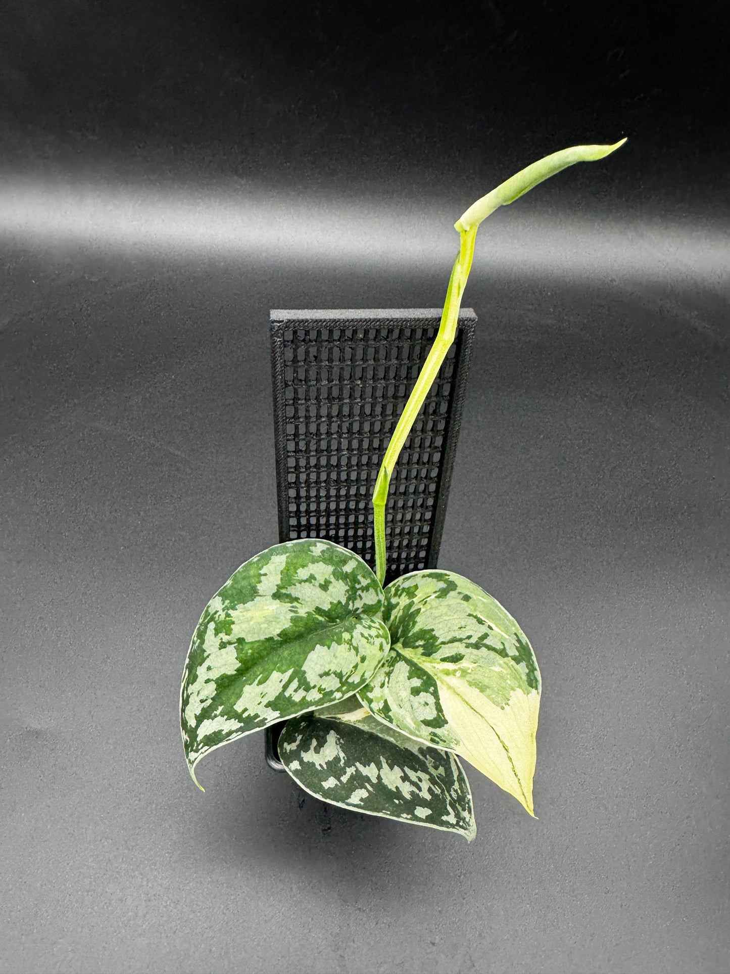 Scindapsus Mayari