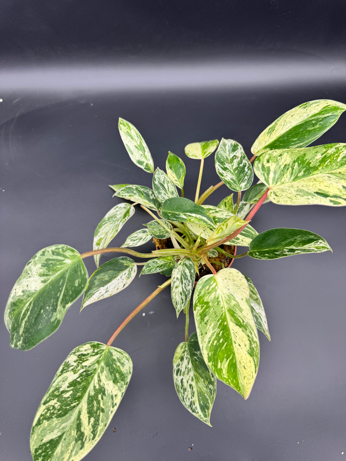 Philodendron emerald Queen