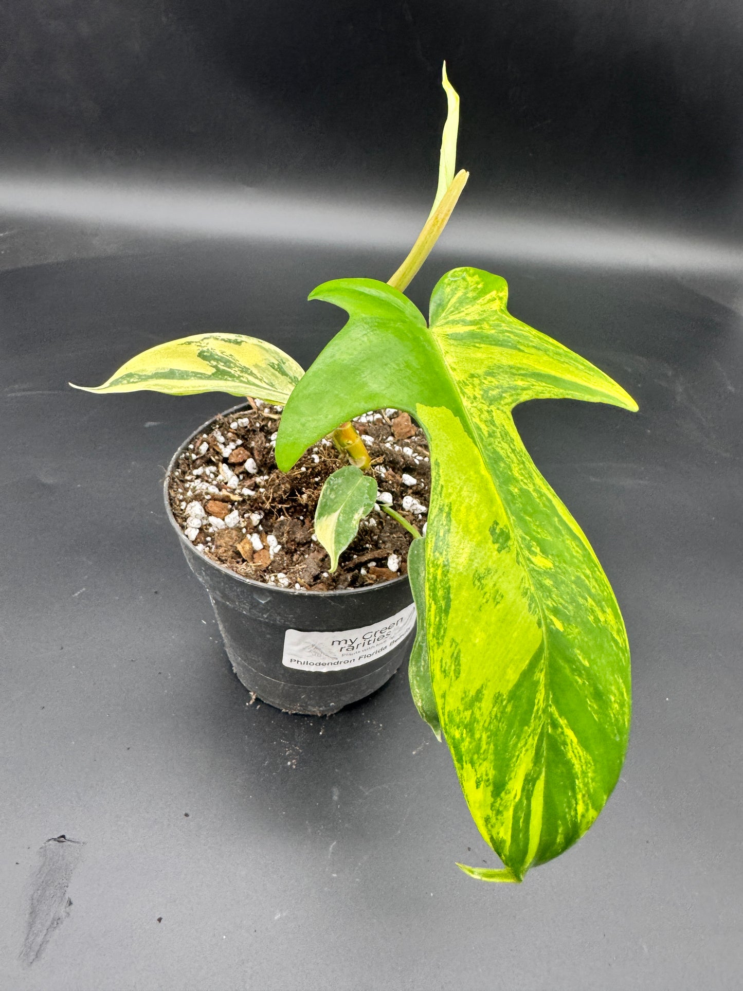 Philodendron Florida Beauty