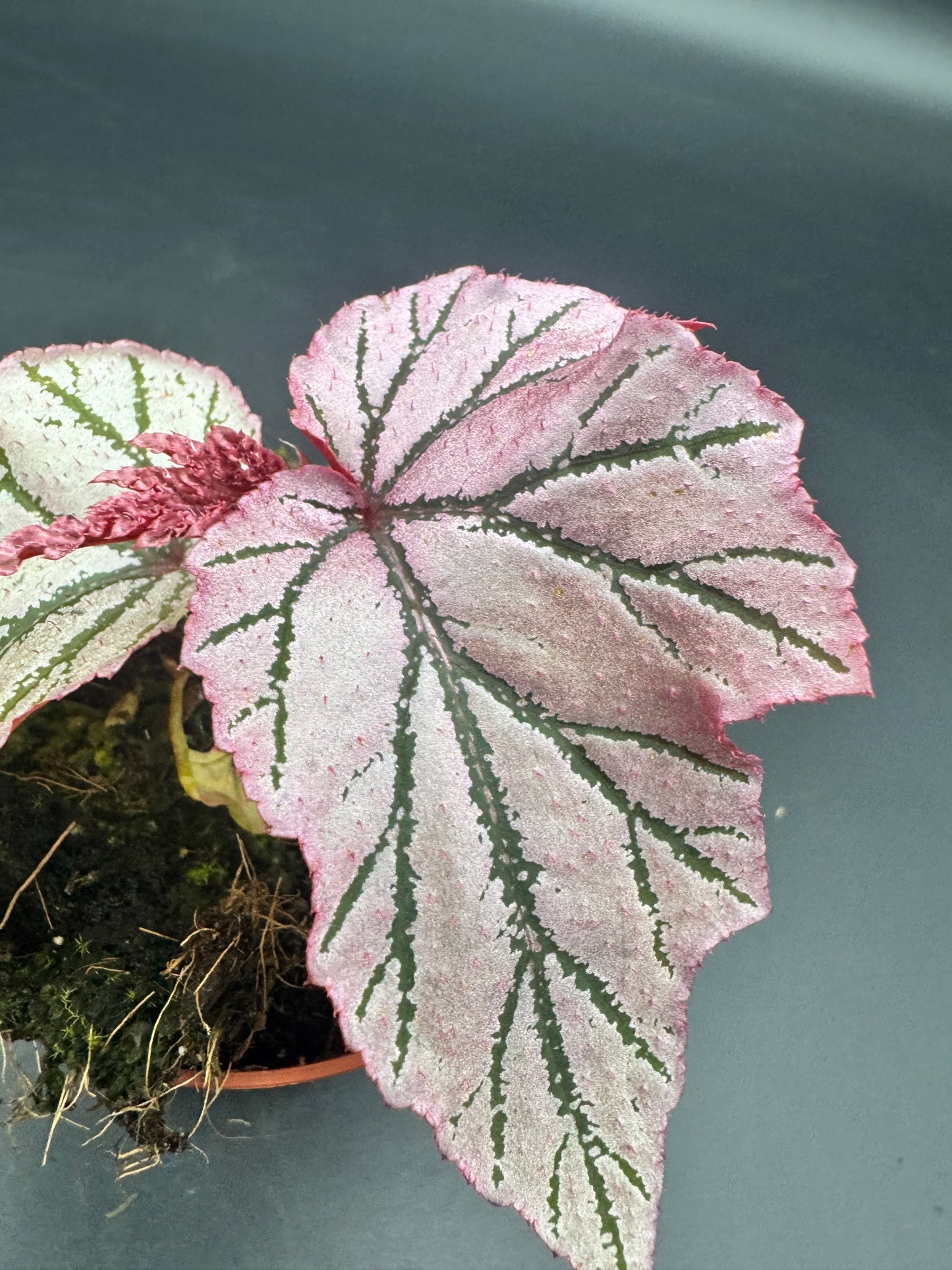 Begonia LaMoon