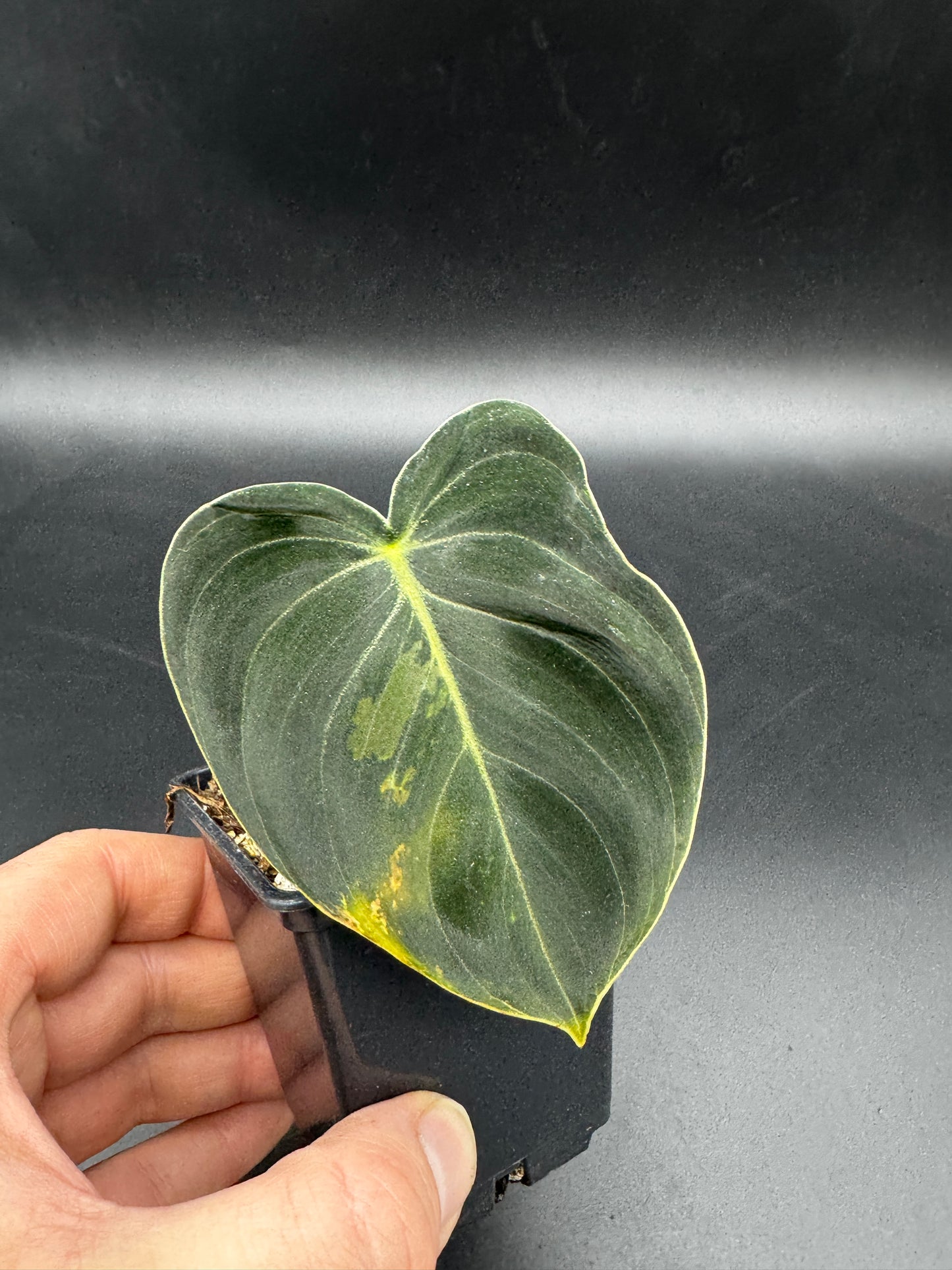 Philodendron melanochrysum variegata